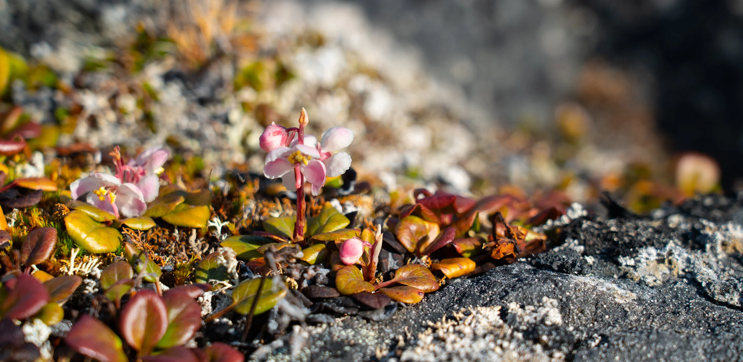 20190731_KAD_Coutts Inlet_02121.jpg