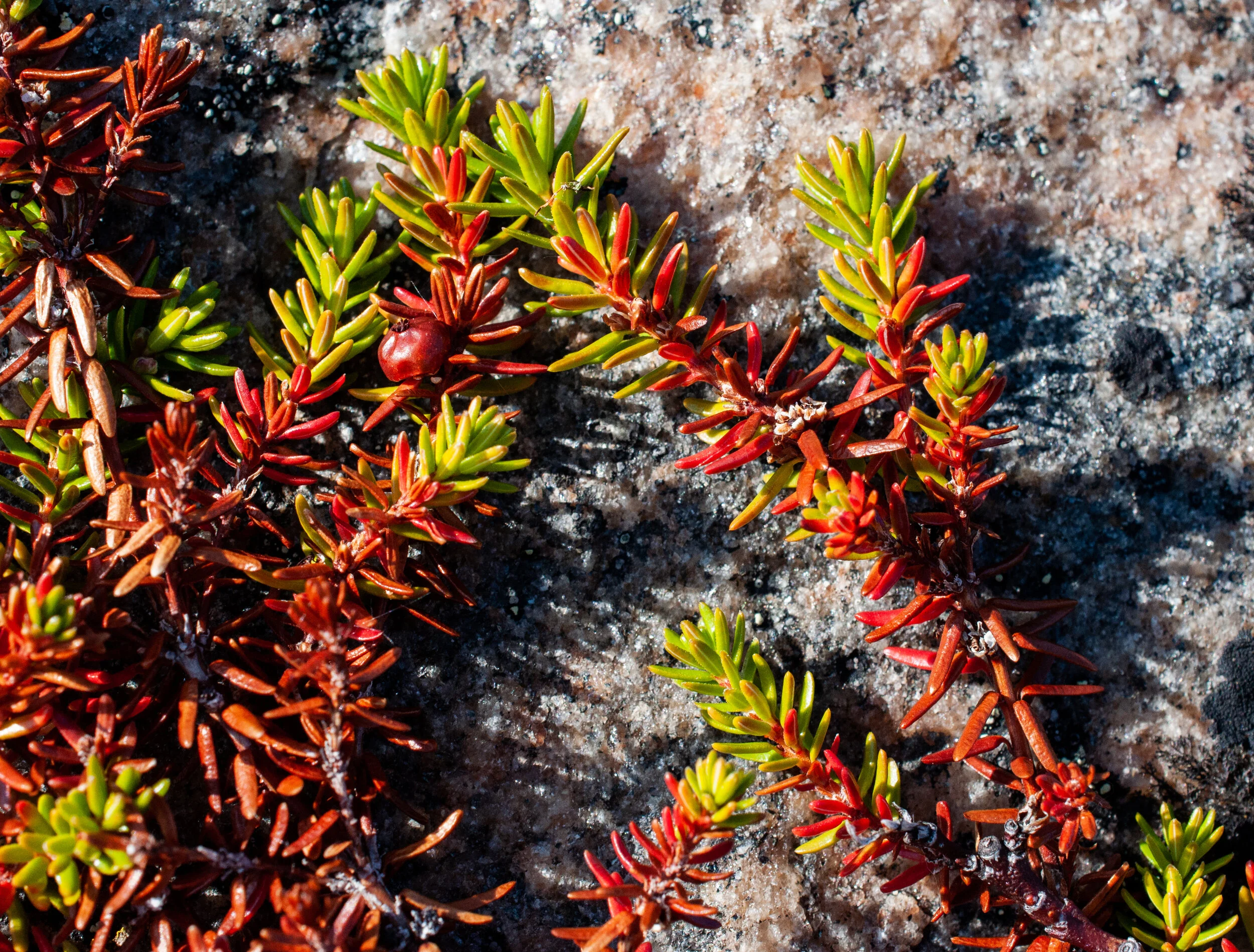 20190731_KAD_Coutts Inlet_0800.jpg