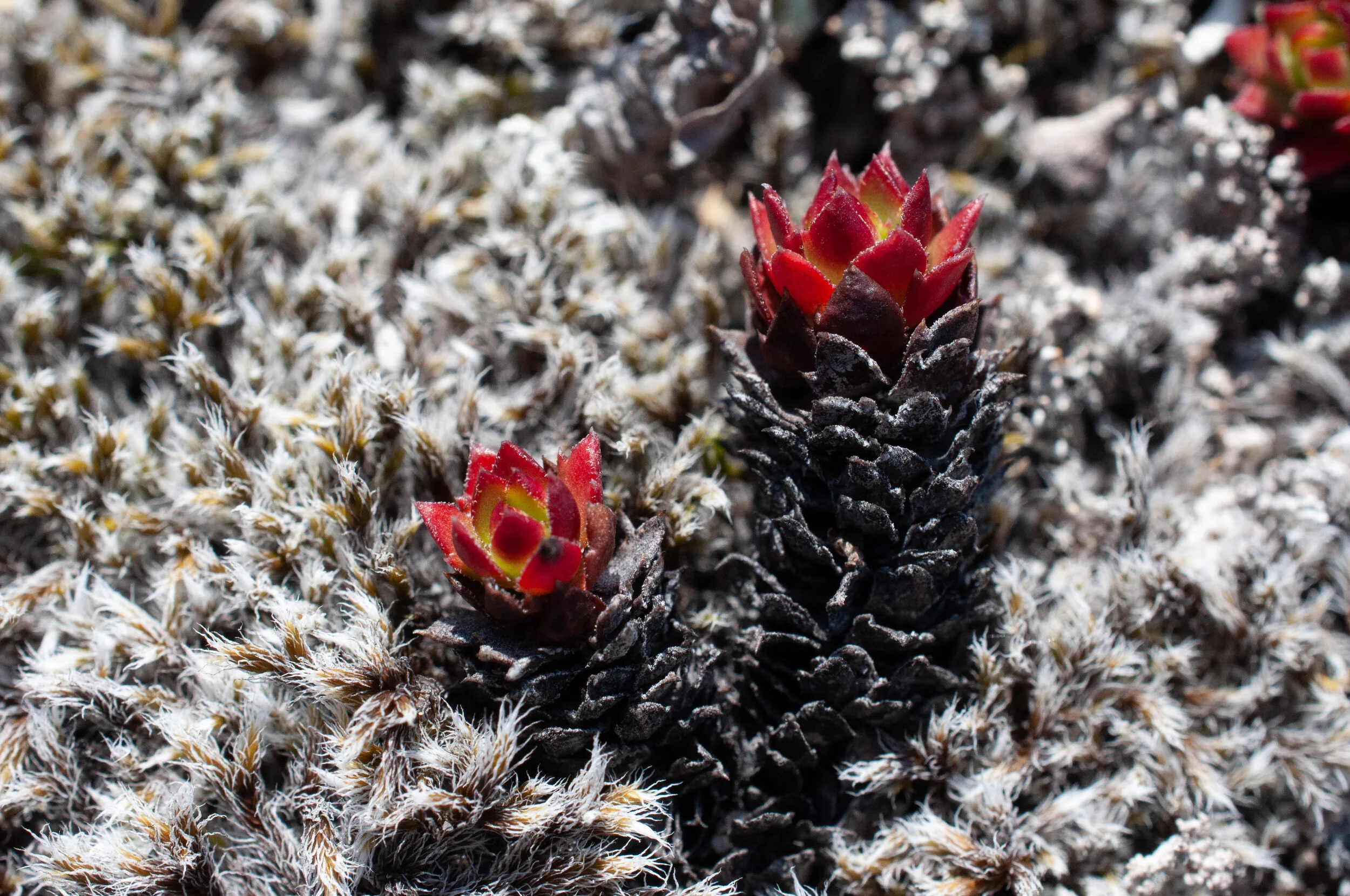 20190731_KAD_Coutts Inlet_0915.jpg