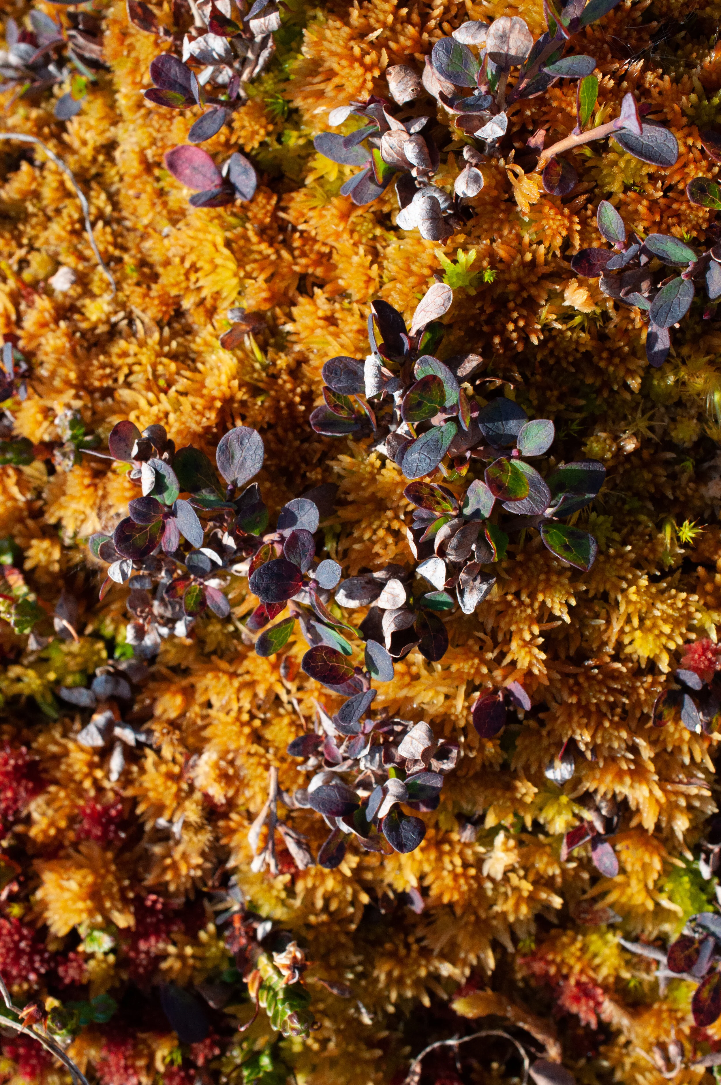 20190731_KAD_Coutts Inlet_0884.jpg