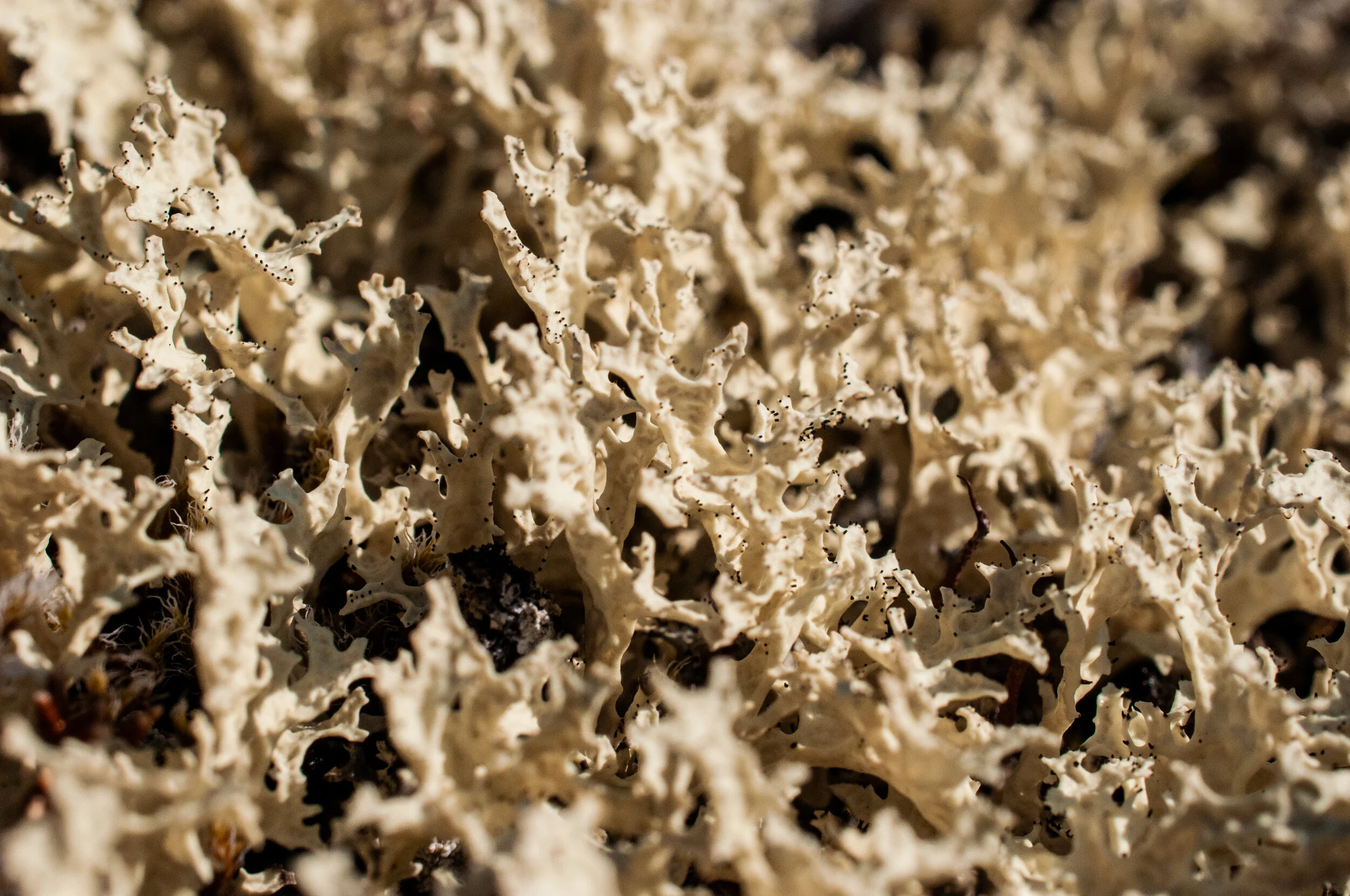 20190731_KAD_Coutts Inlet_0783.jpg