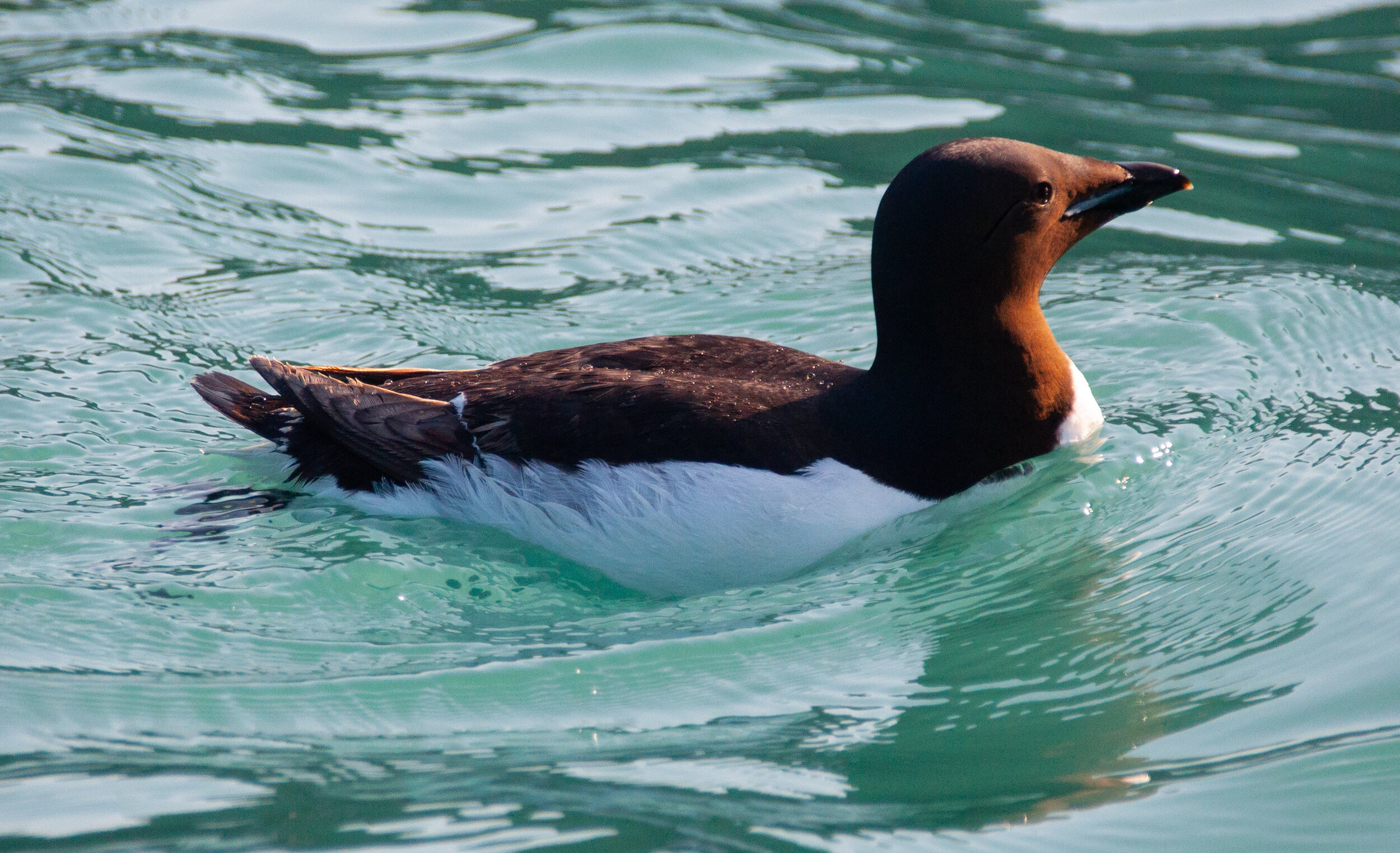 20190802_KAD_Cape Granmoore_0507.jpg