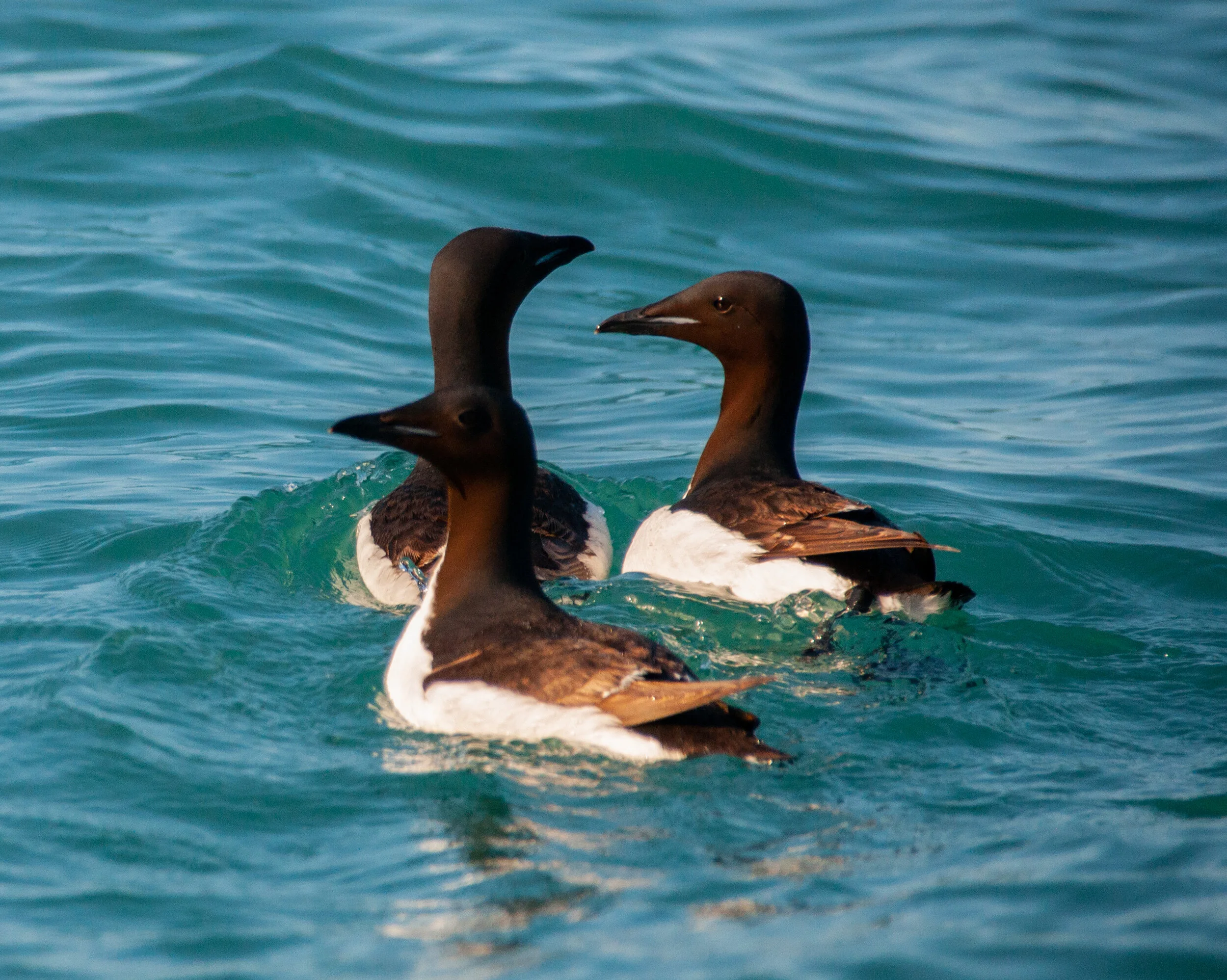 20190802_KAD_Cape Granmoore_0482-2.jpg