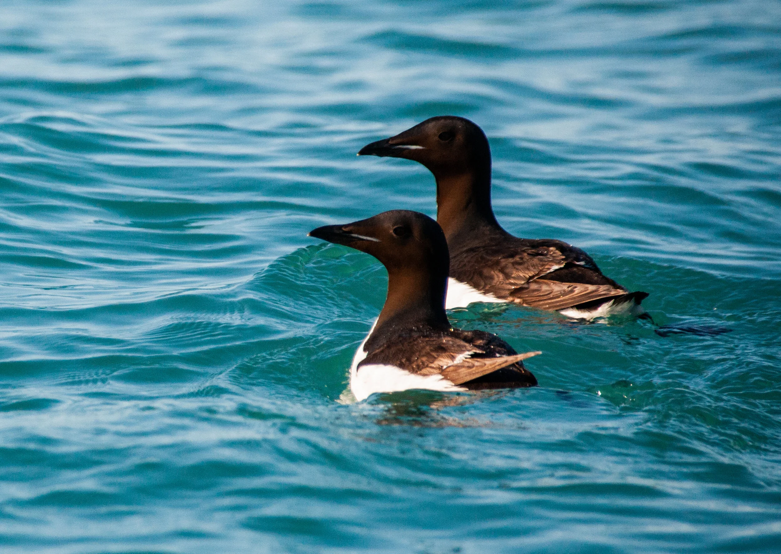 20190802_KAD_Cape Granmoore_0479.jpg