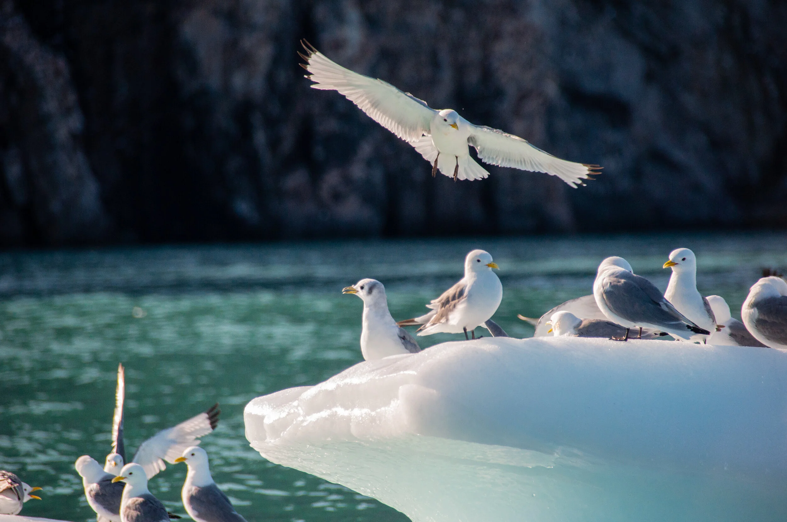 20190802_KAD_Cape Granmoore_0404-2.jpg