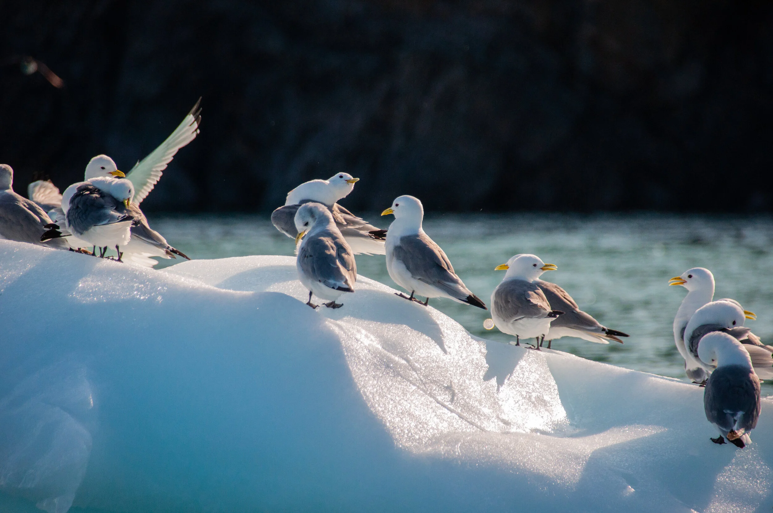 20190802_KAD_Cape Granmoore_0419.jpg