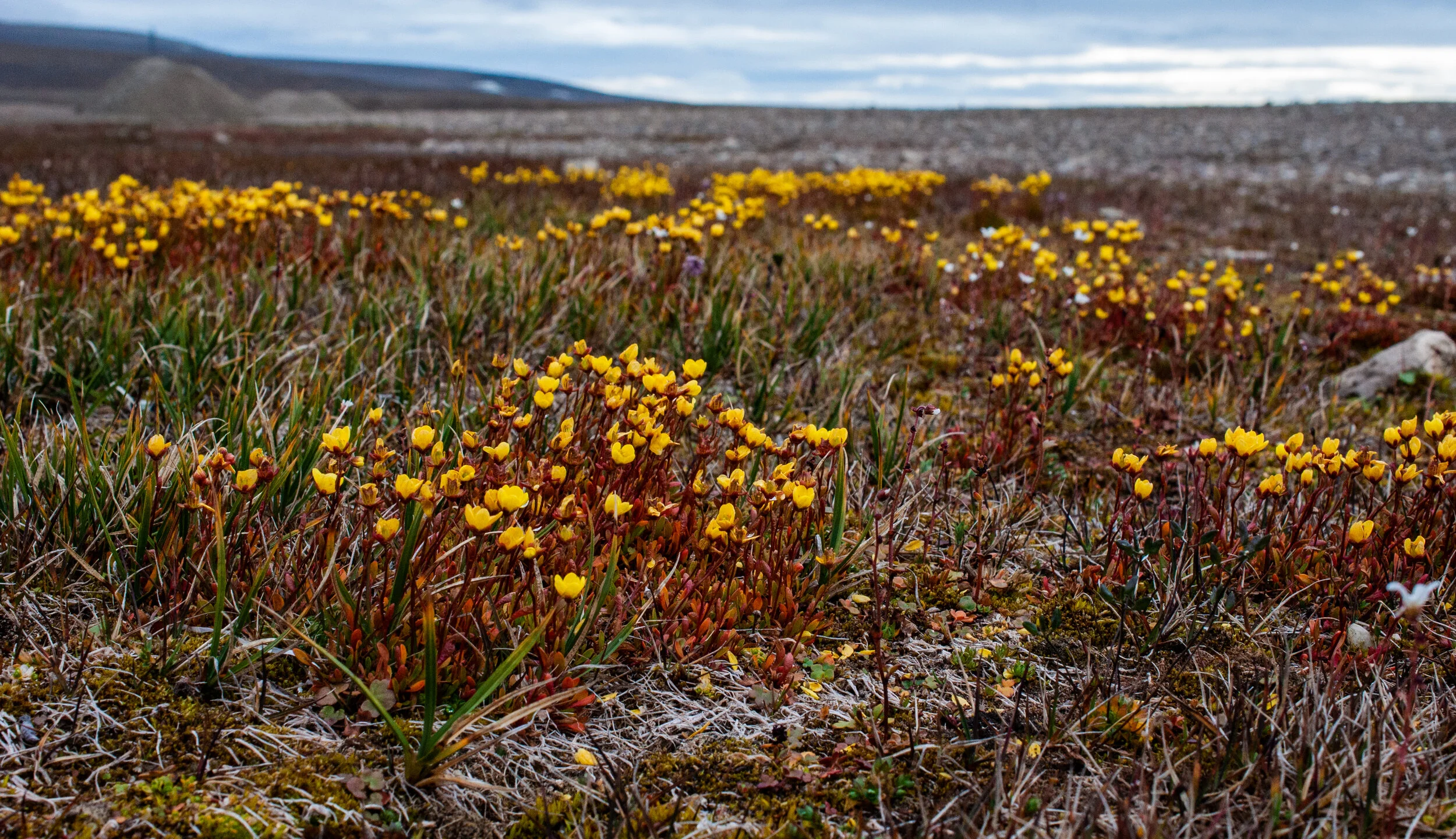 20190806_KAD_Resolute Bay_0334.jpg