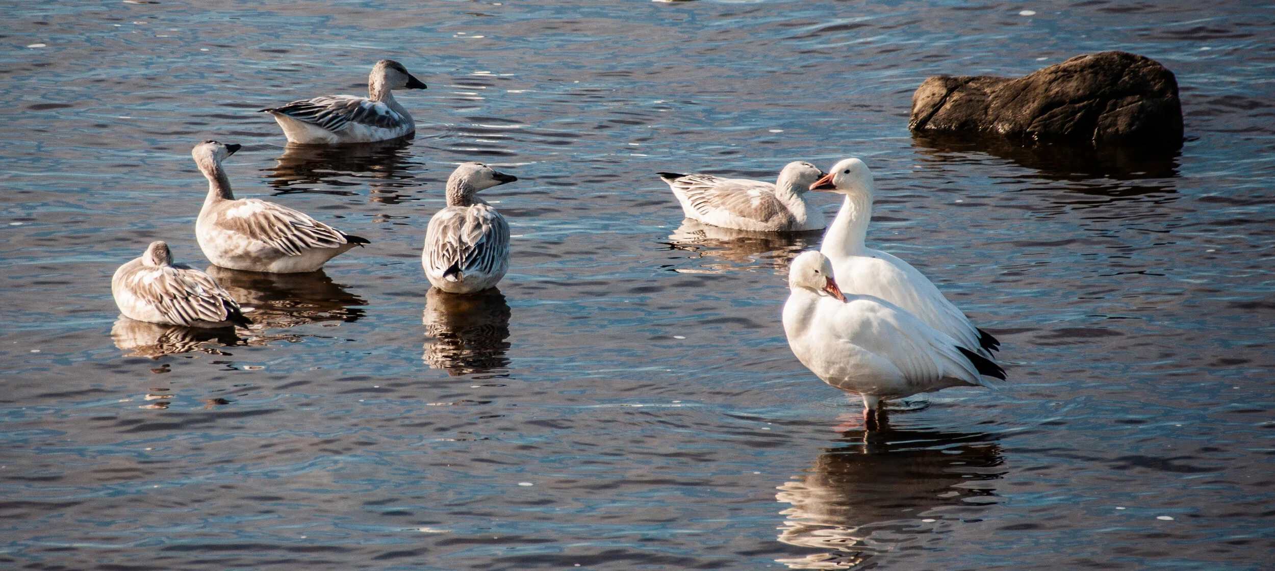 Snow geese