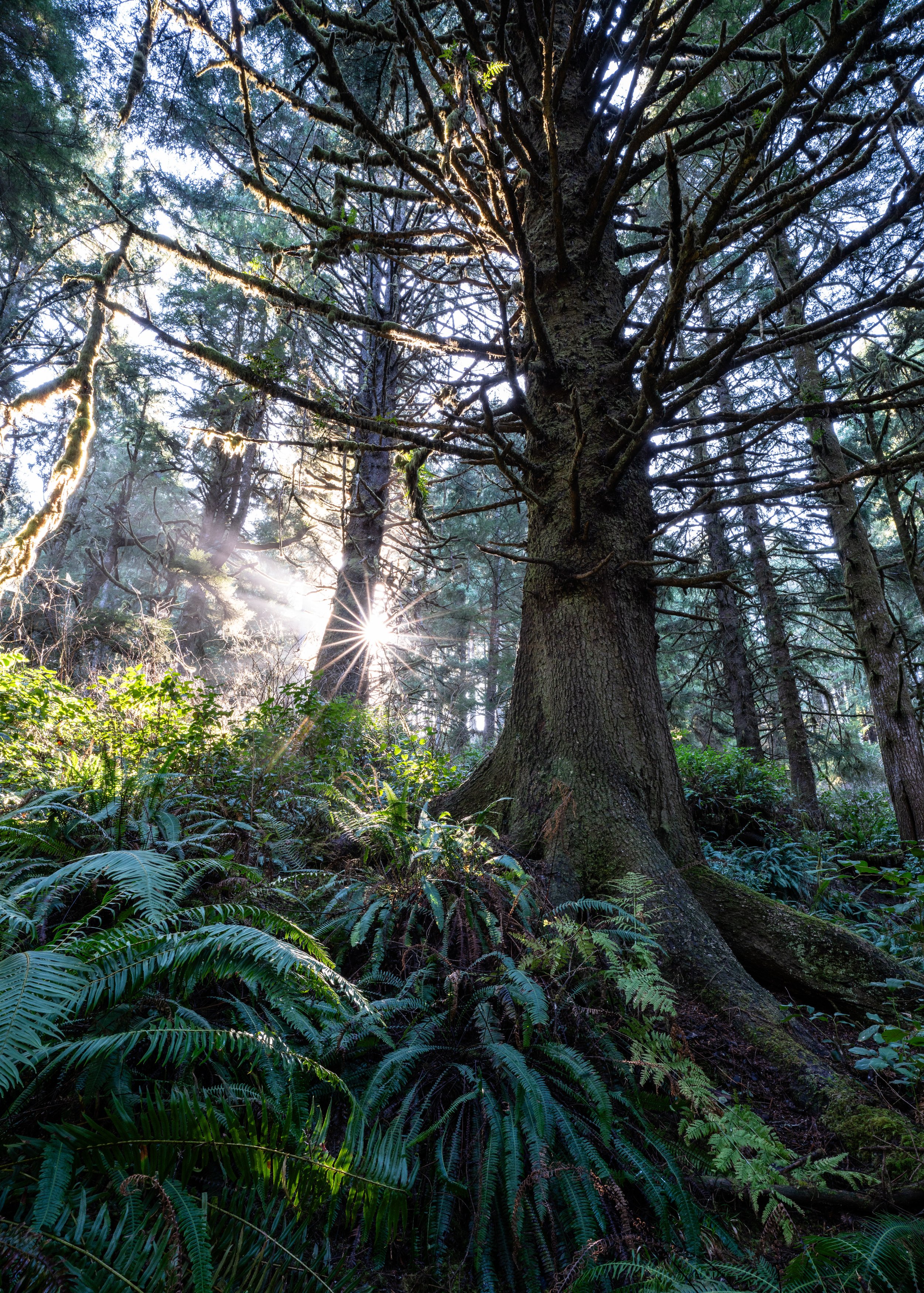 The trees make my thoughts speak softly.jpg