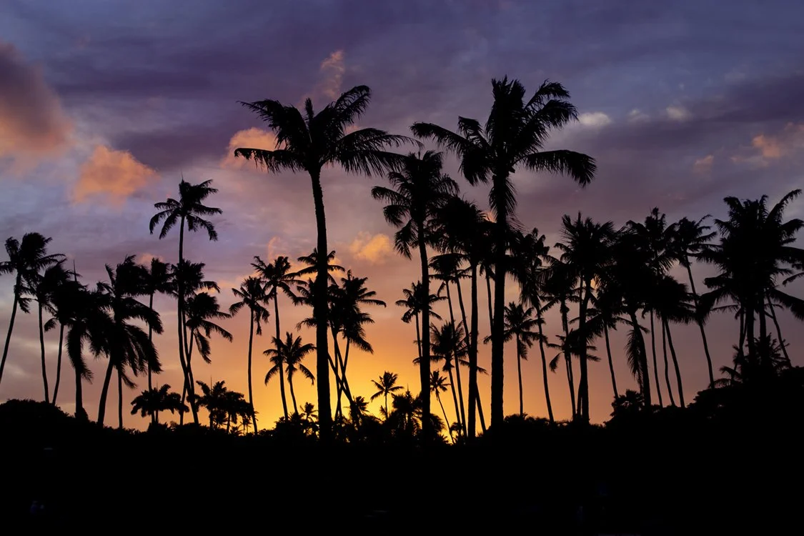 Sunset Palms
