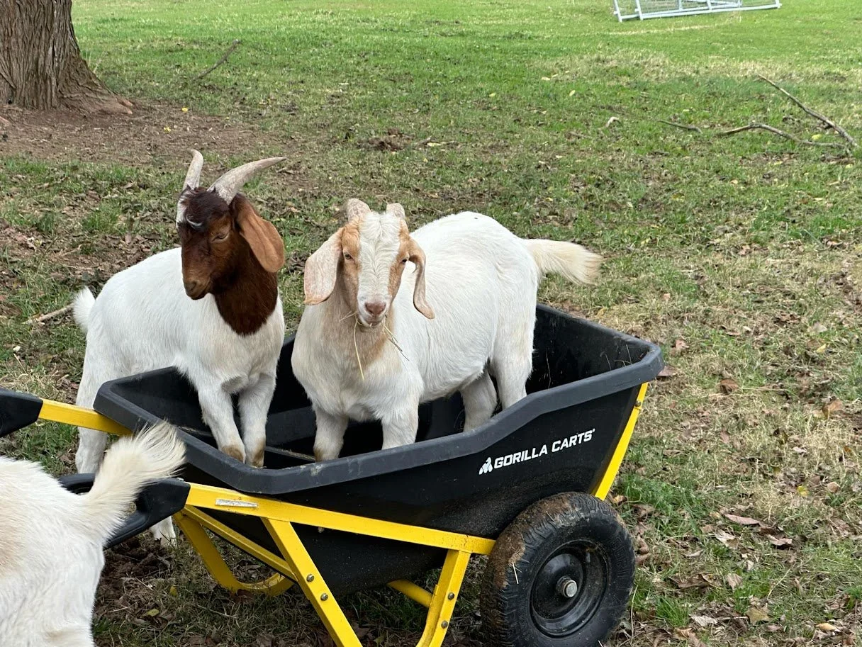 Thaddeus and A or E.jpeg