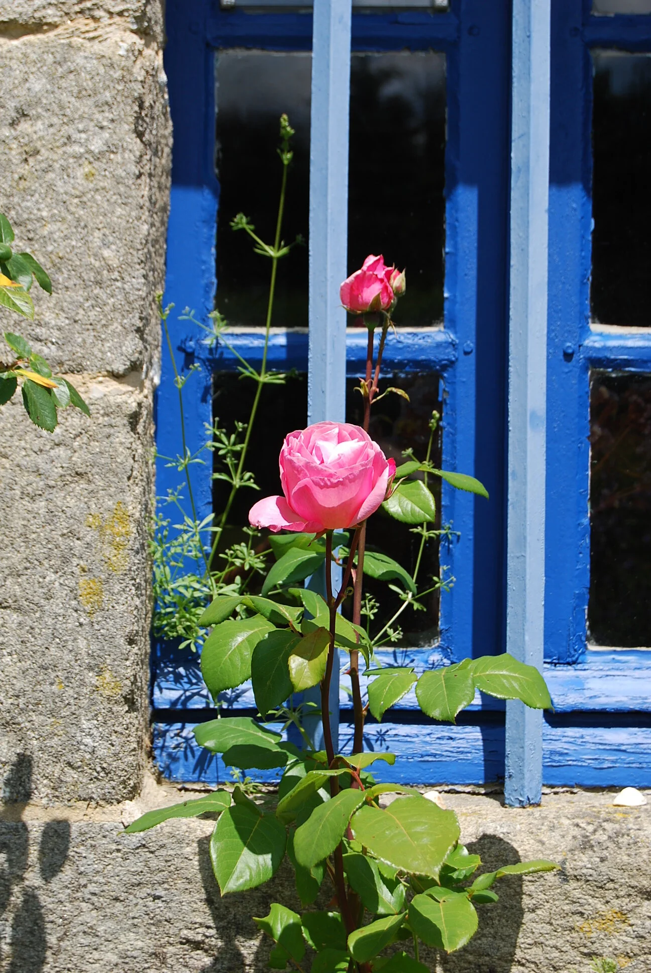 France Busse1 099.jpeg