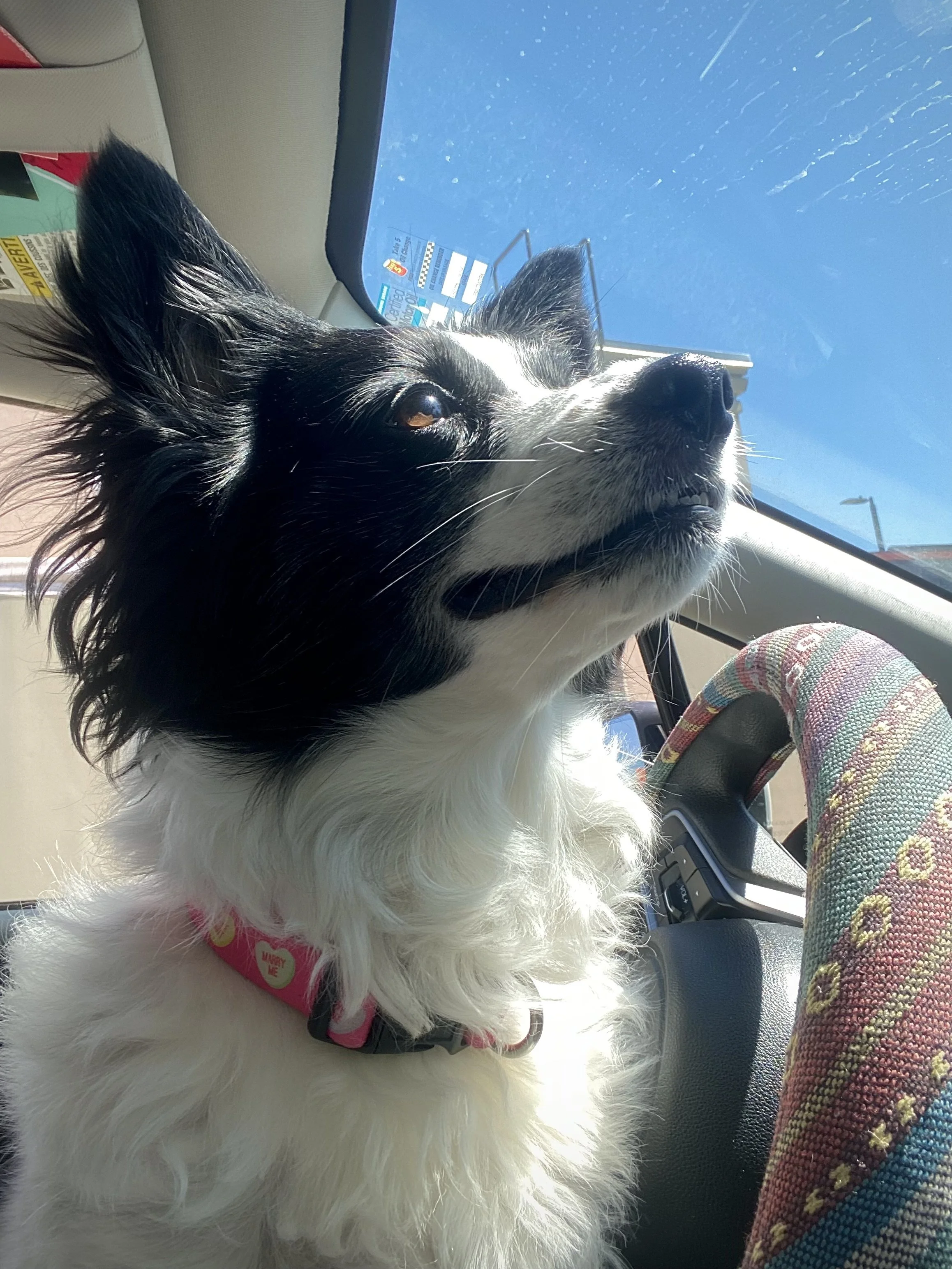 7 Ways to Improve Your Dogs Life Right Now 