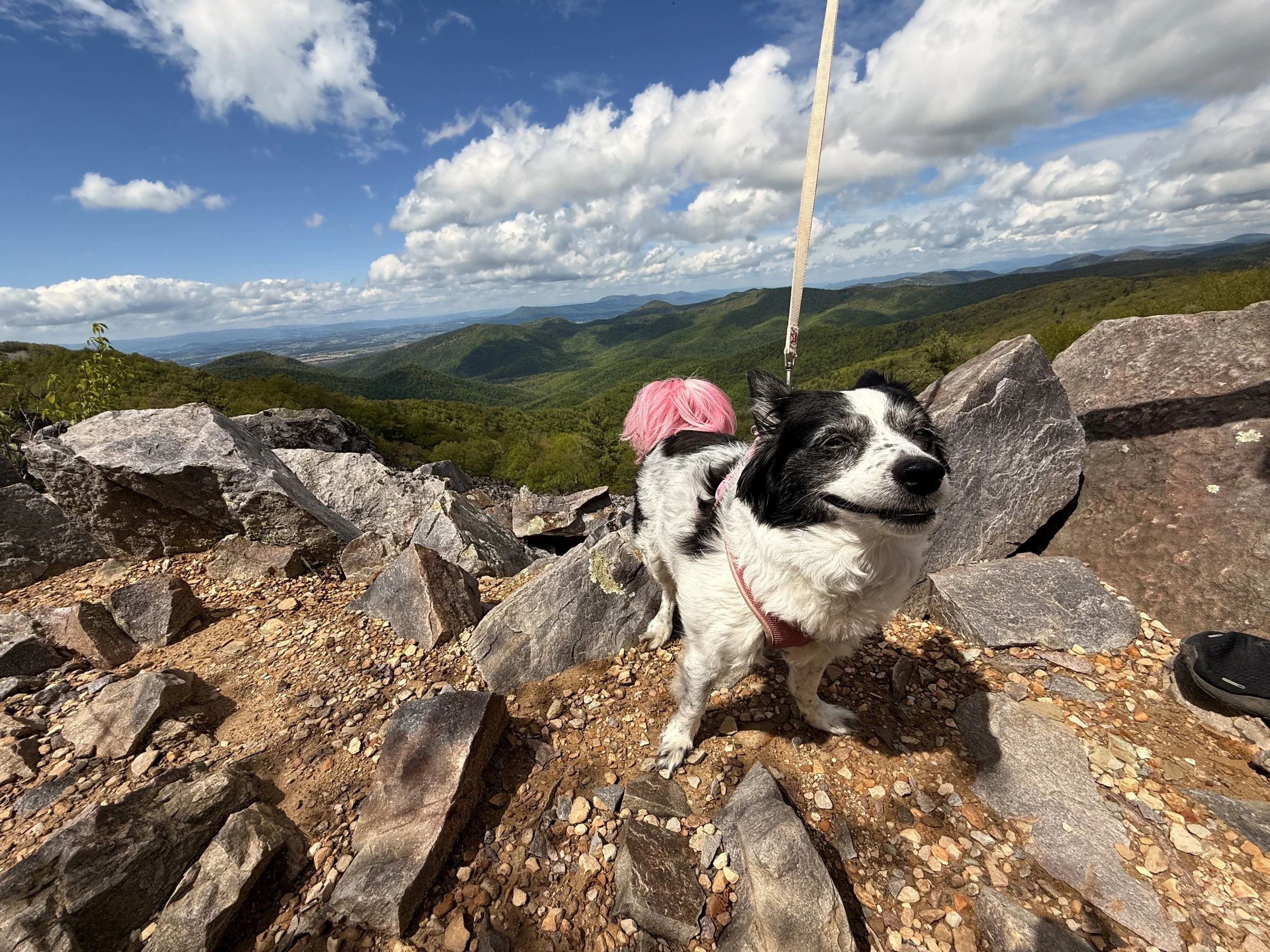 Traveling With a Dog: Shenandoah National Park 