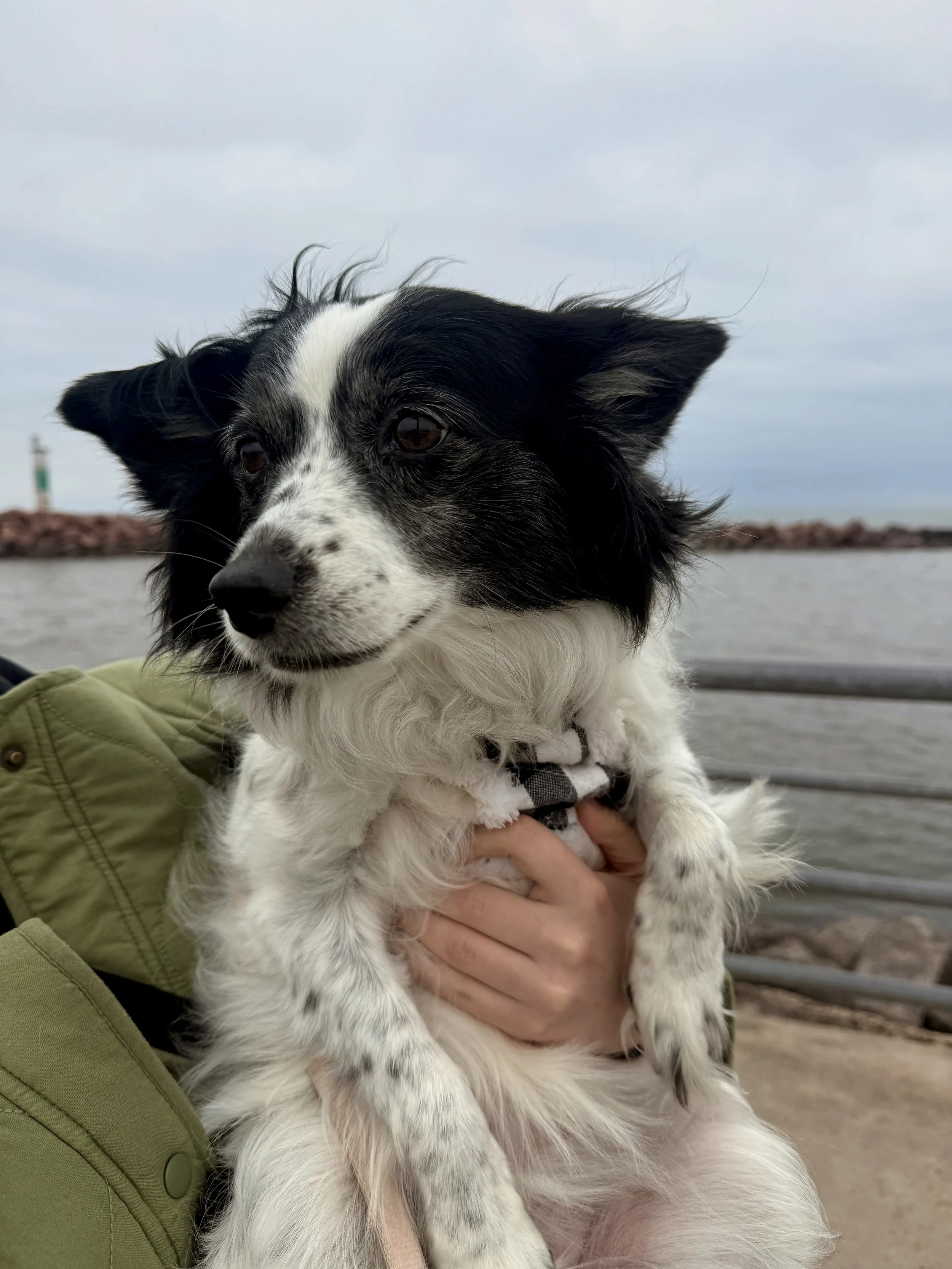 Traveling With a Dog: Indiana Dunes National Park 
