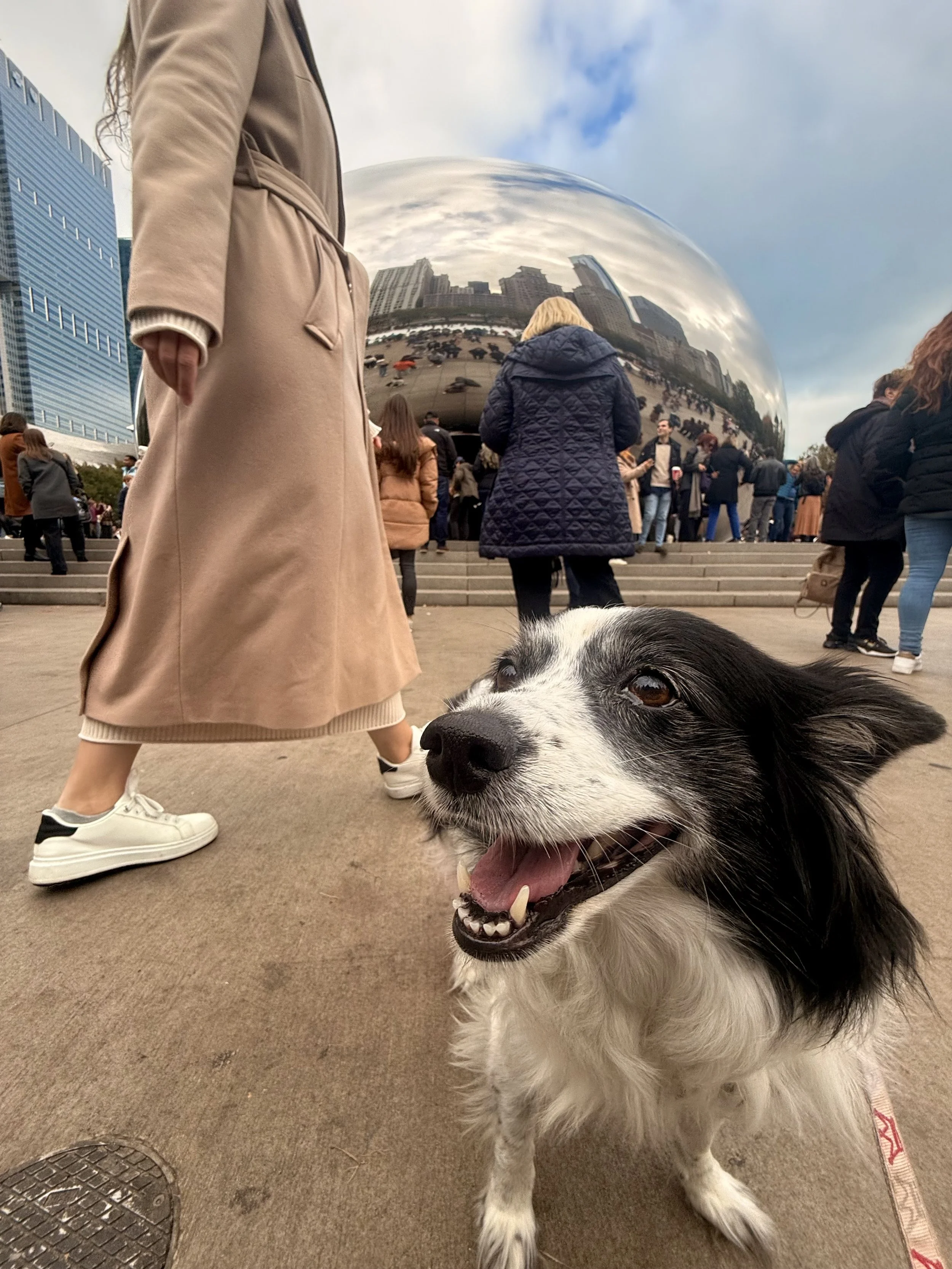 Traveling With a Dog: Chicago 