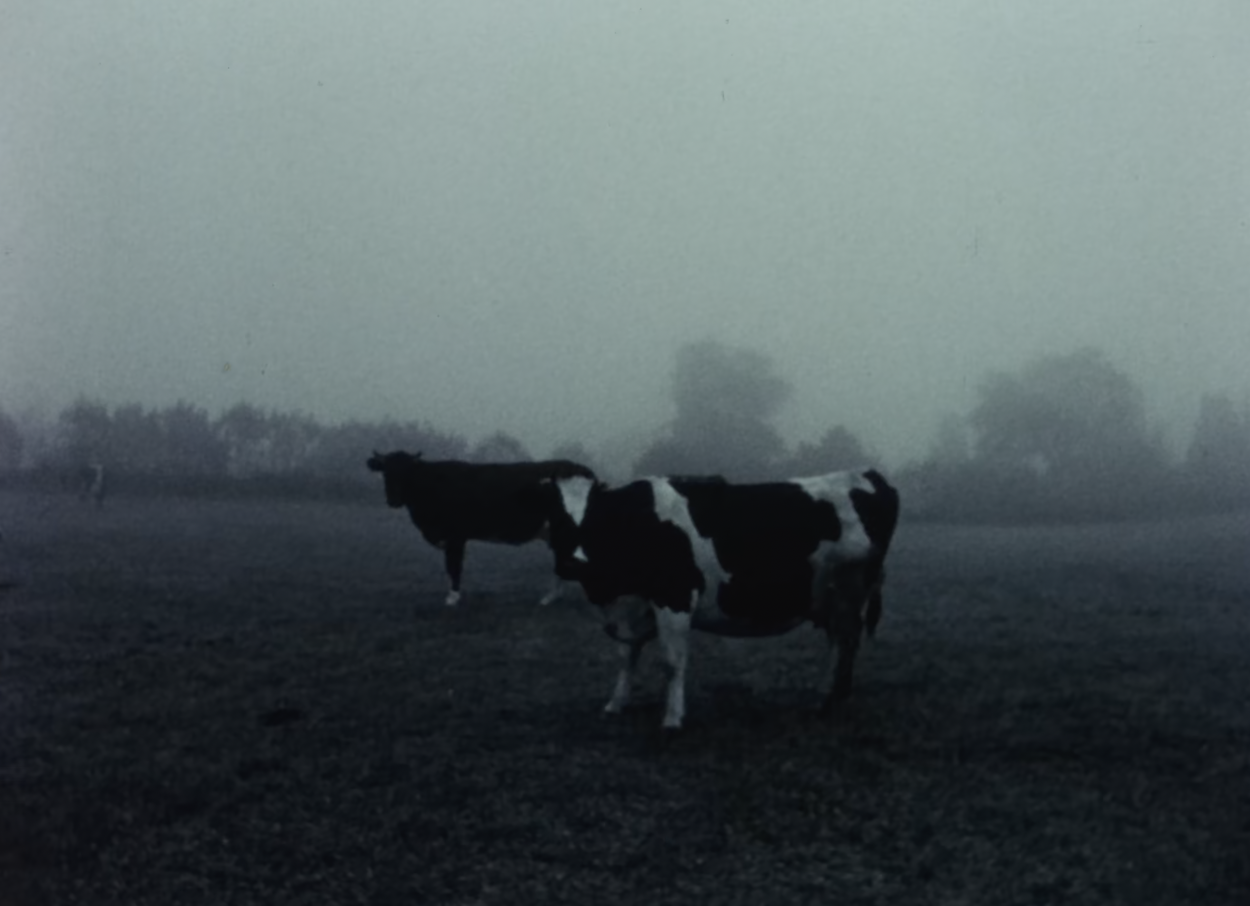 Cows and Leonardo (1967)
