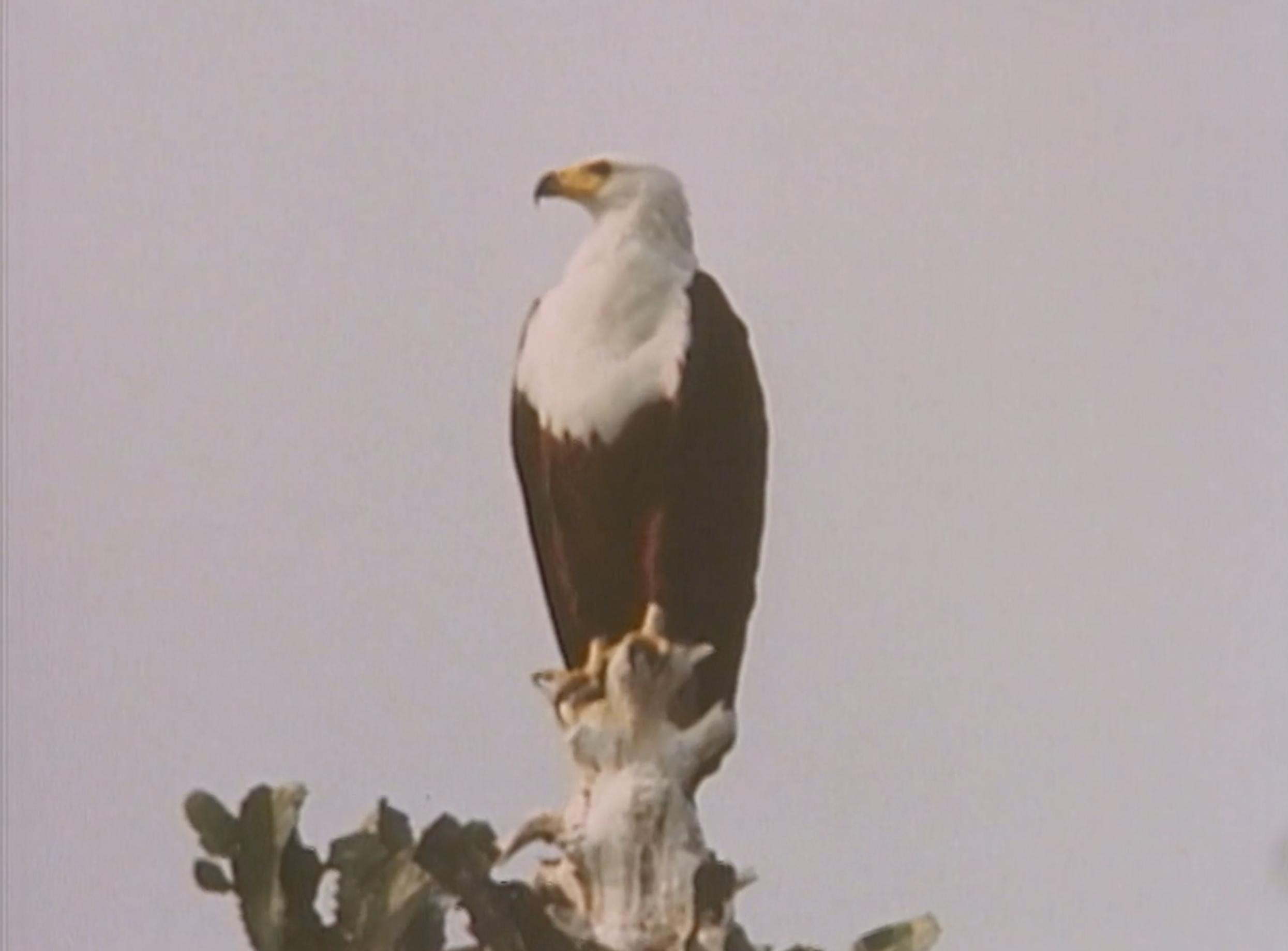 Nzuri: East Africa (1969)