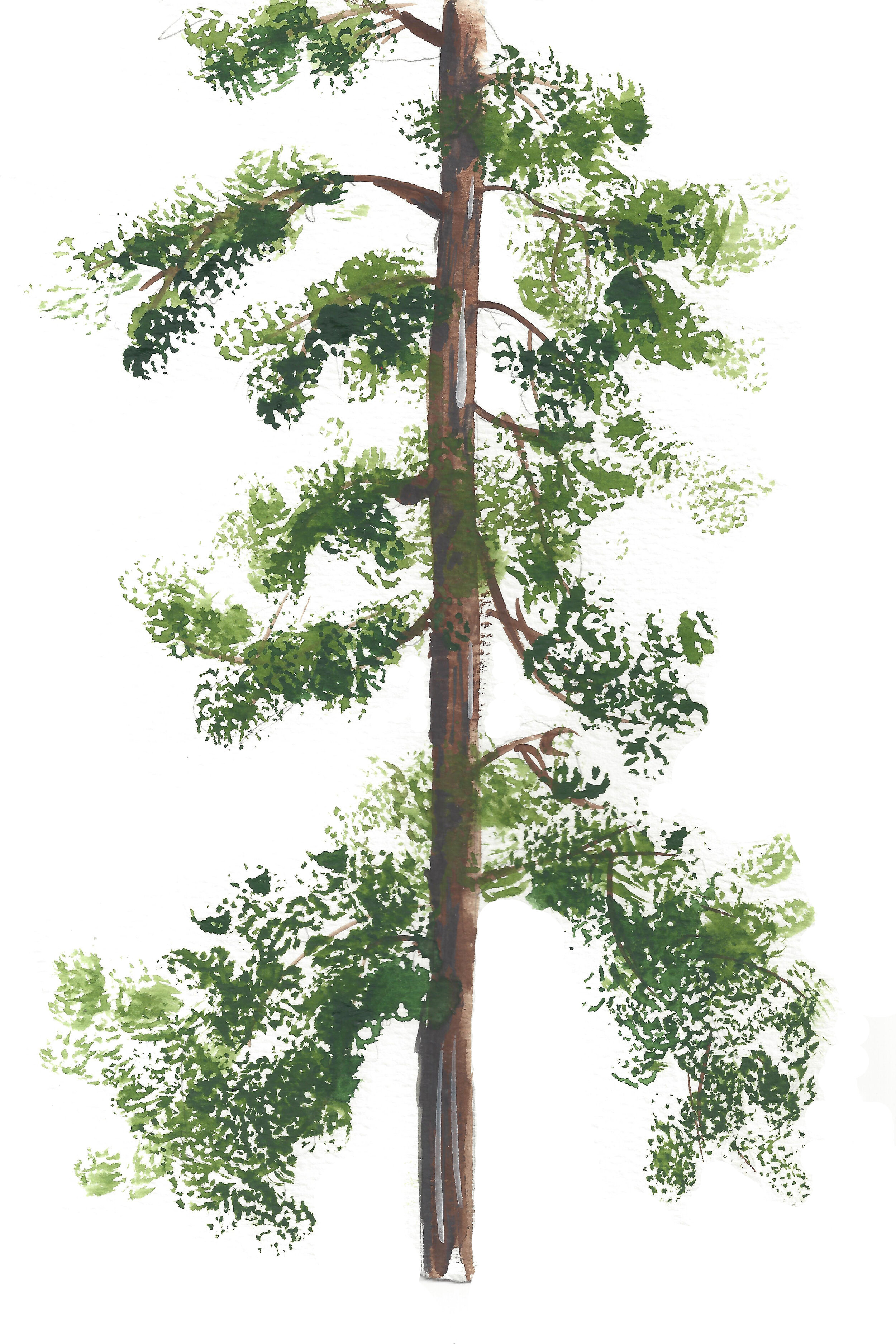 Tree_Pine.jpg