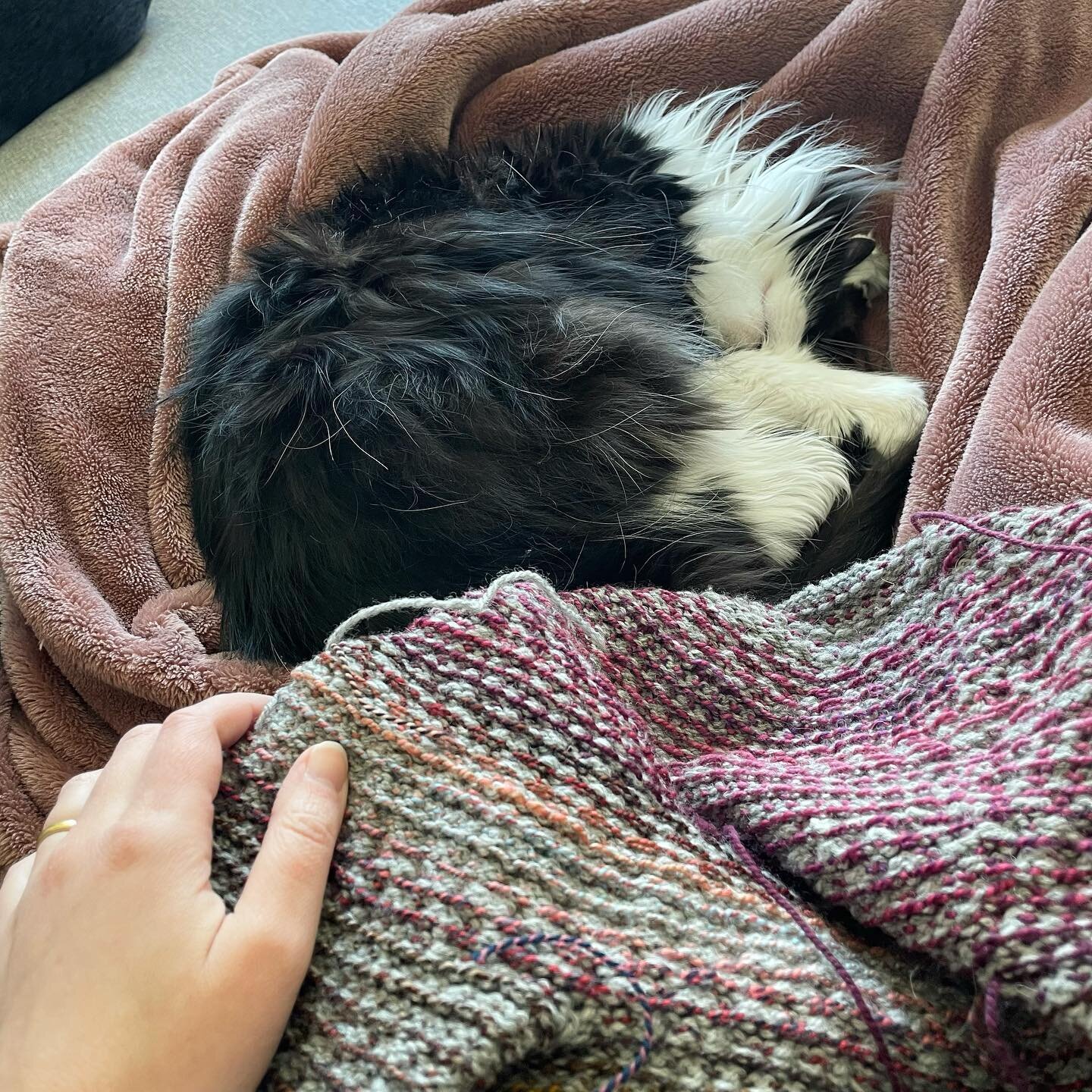 Cozy and sewing in ends with my sweet bean after a migraine night 😴
.
.
.
{Description: A black and white tuxedo cat is curled into a ball on top of a raspberry blanket. In the foreground of the photo is Lizzy&rsquo;s hand holding the wrong side of 