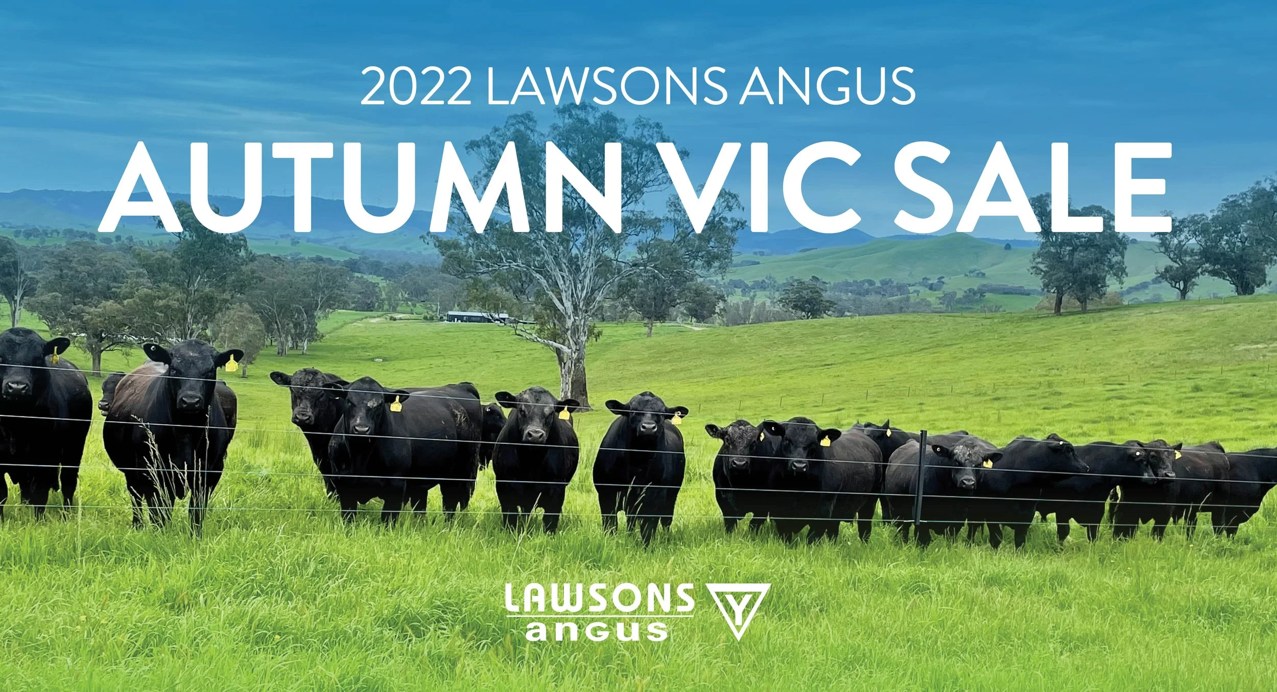 2022 Lawsons Angus VIC Production Sale – 150 Bull Sell