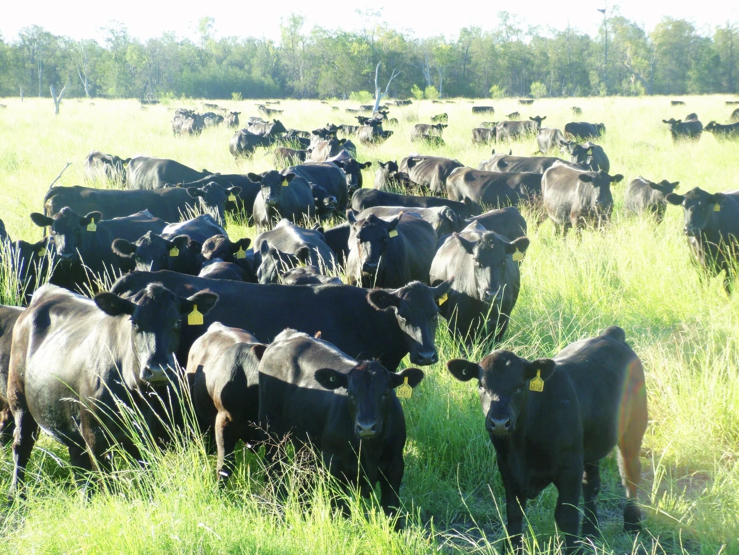 Just how important are genetics in driving down beef cattle emissions?