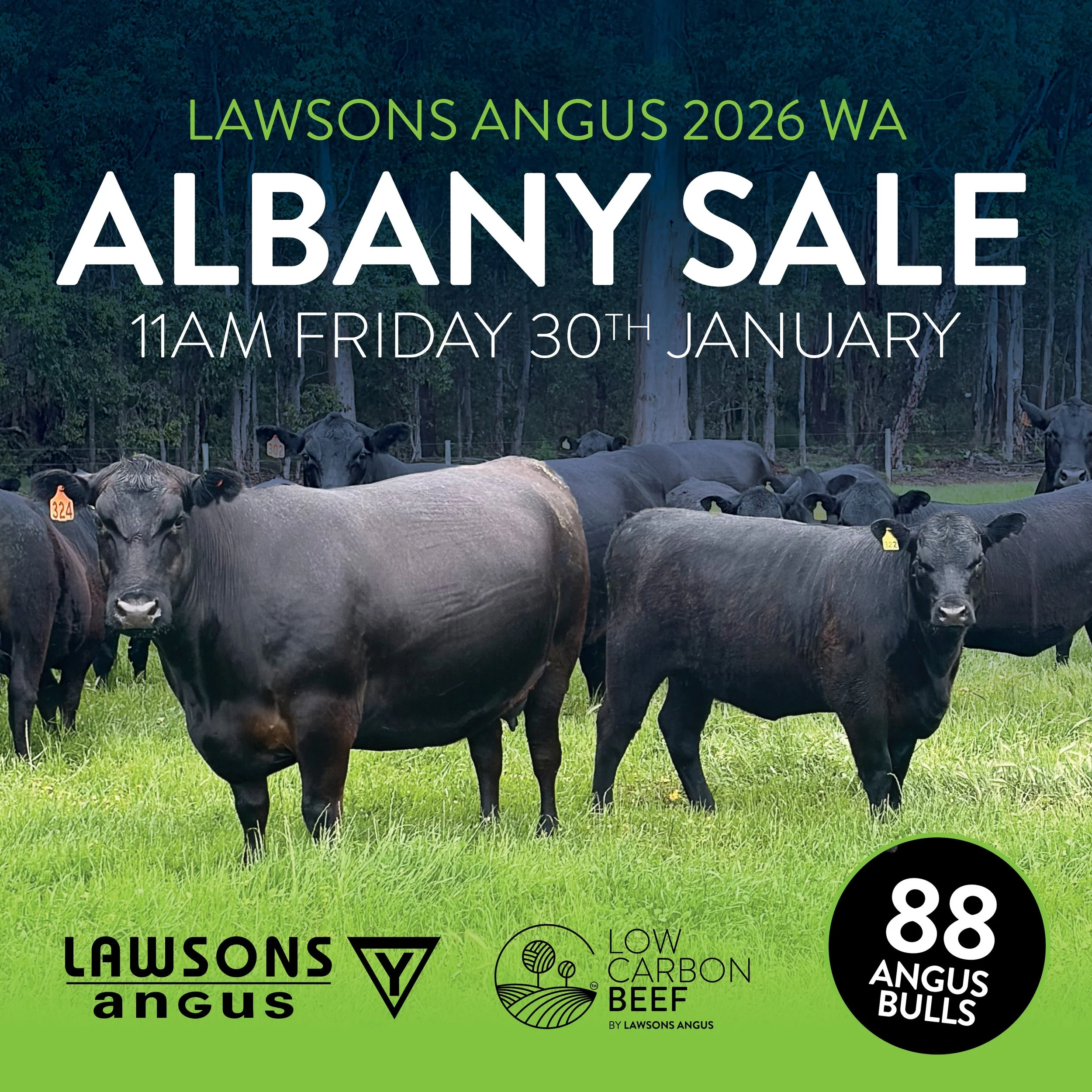 2026 Lawsons Angus WA ALBANY SALE — Lawsons Angus