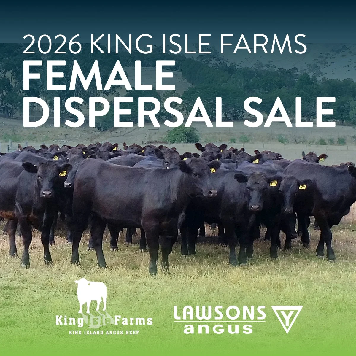 2026 King Isle Farms Female Dispersal Sale