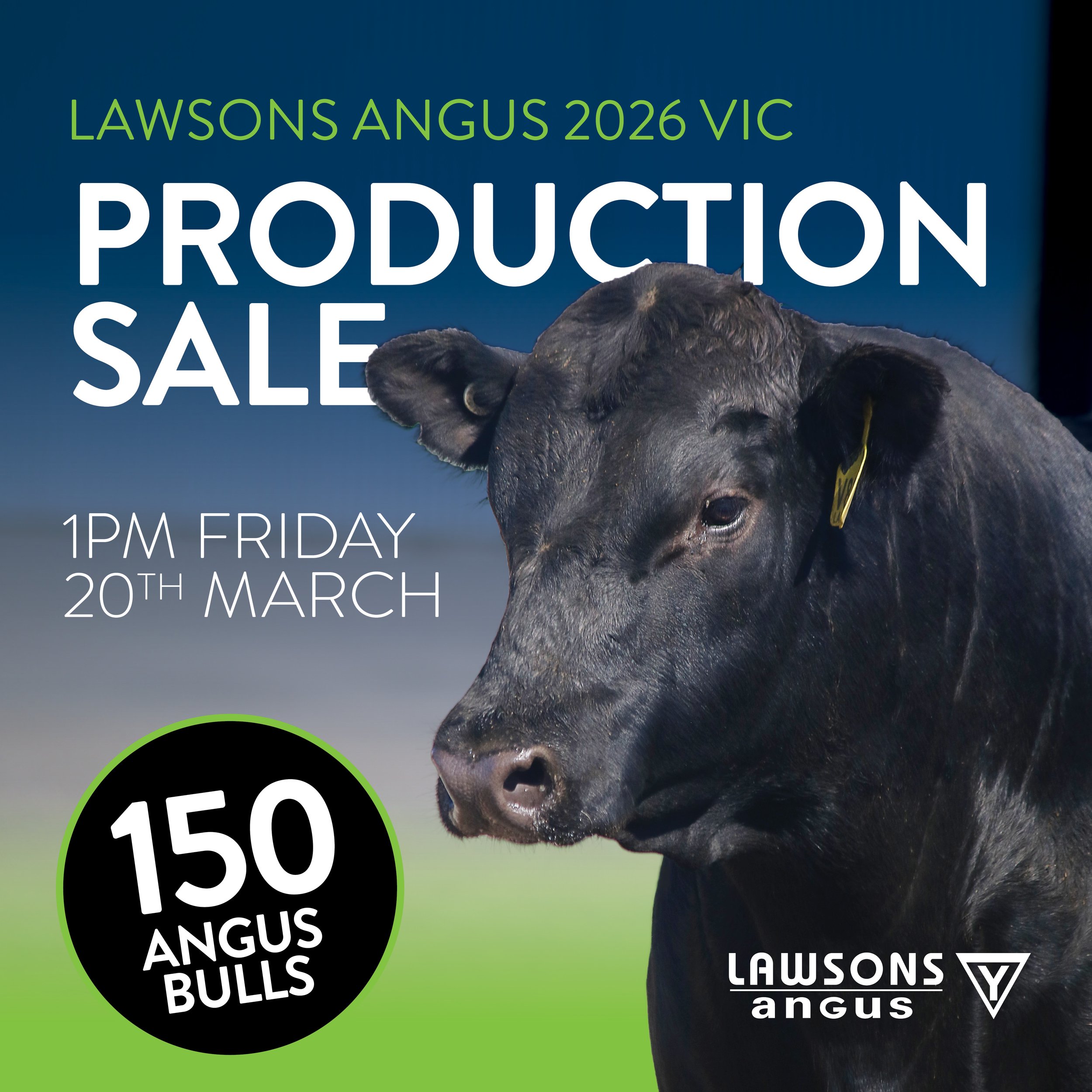2026 Lawsons Angus VIC Sale! 