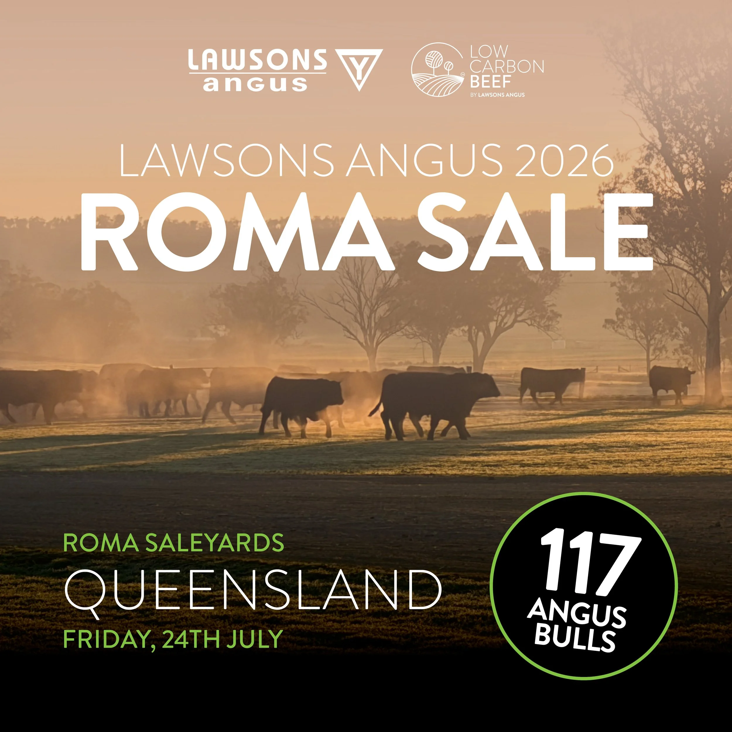 2026 Lawsons Angus ROMA Sale