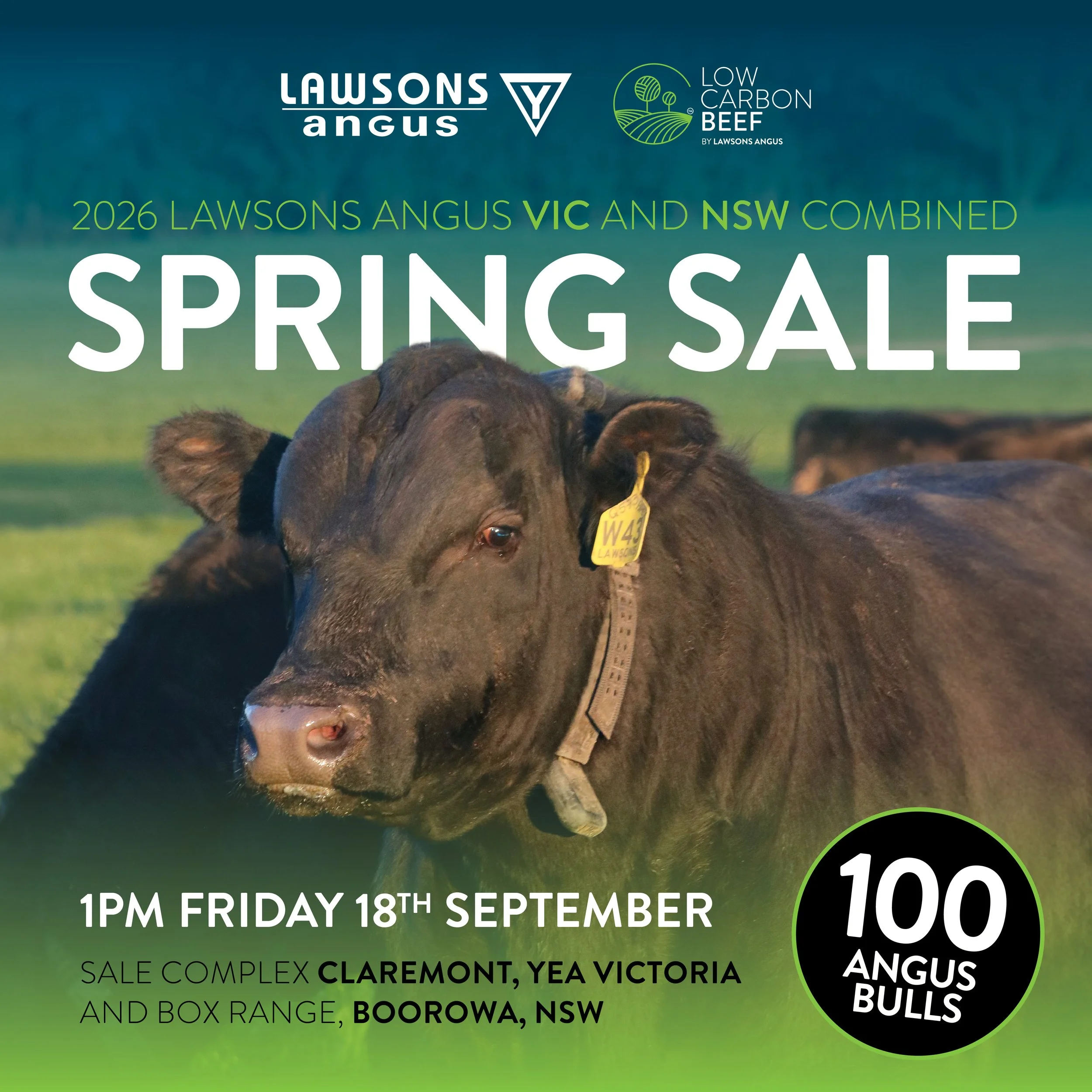 2026 Lawsons Angus Spring Sale VIC &amp; NSW