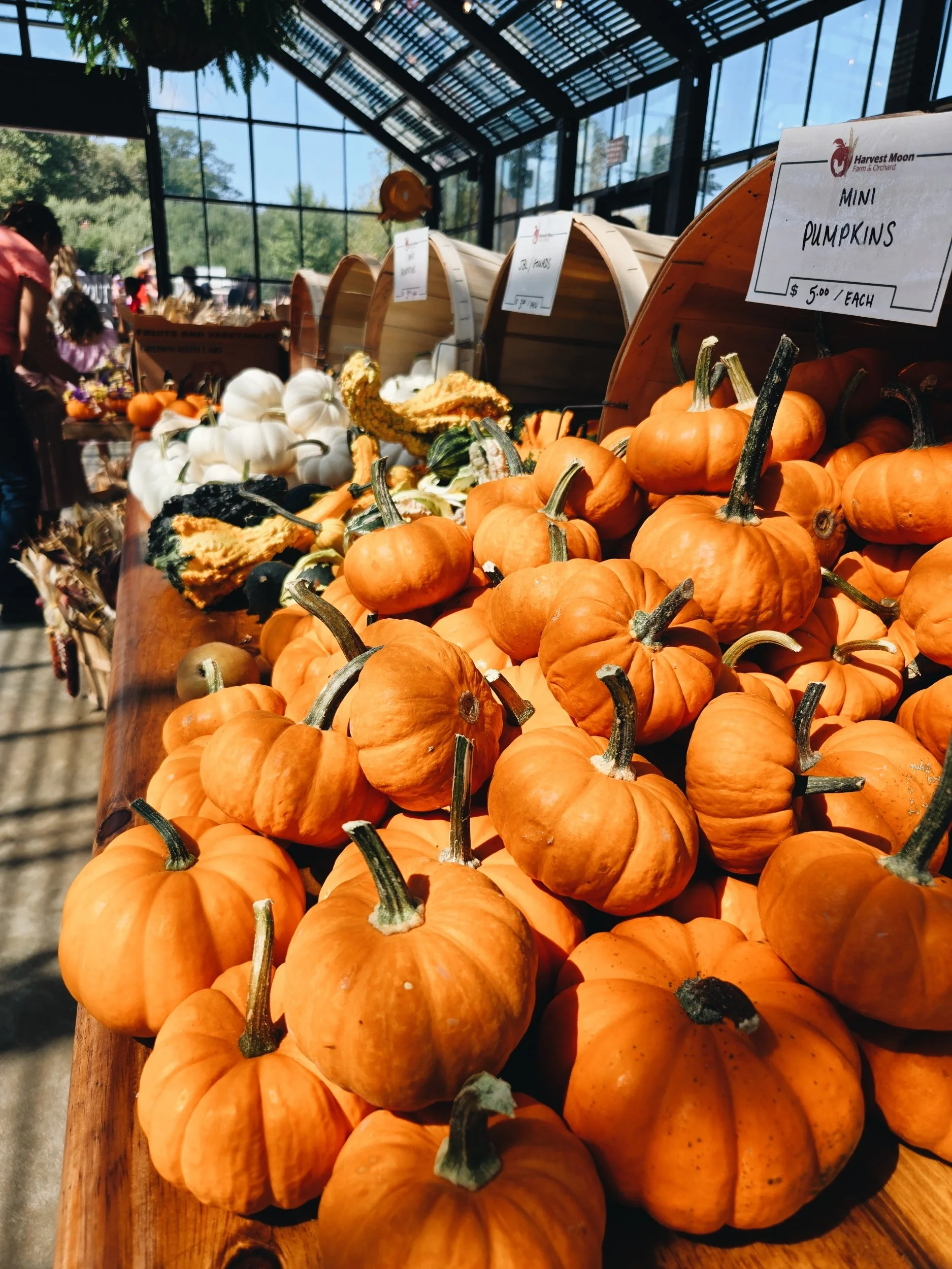 Pick, Sip, Repeat: A Day at Harvest Moon Orchard