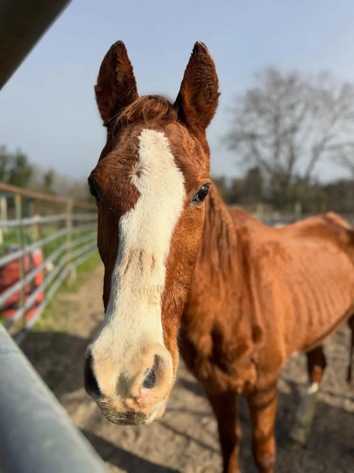 We do our annual (2026 could be our 6th!) Mustang Showcase event to help those critters that flop into our lives for a reason. Wild or neglected or loss of financial or they lost their partner in crime&hellip; we are here to help them along in their 