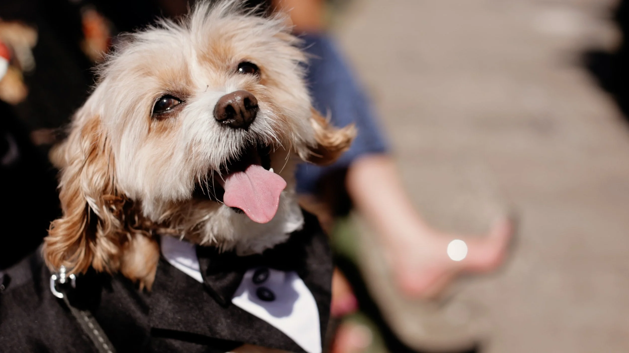 Alessandra_Jake_Framegrab_dog2.jpg