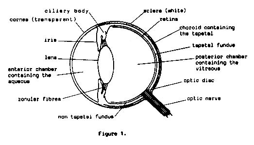 eye2.jpg