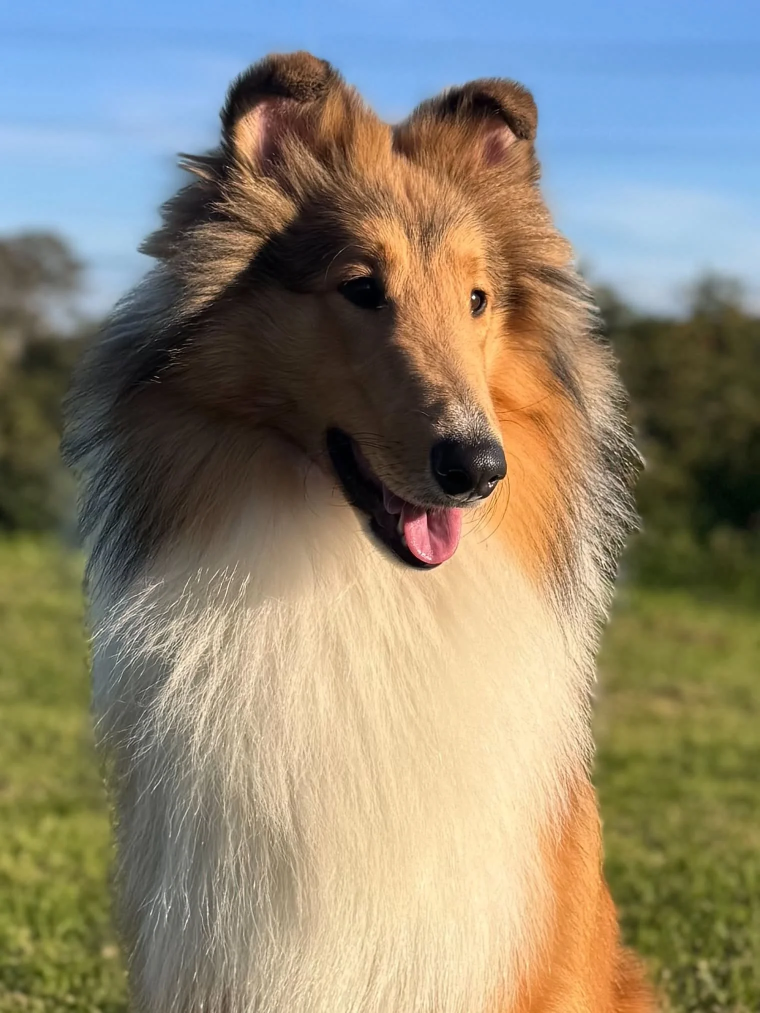 goose.jpg