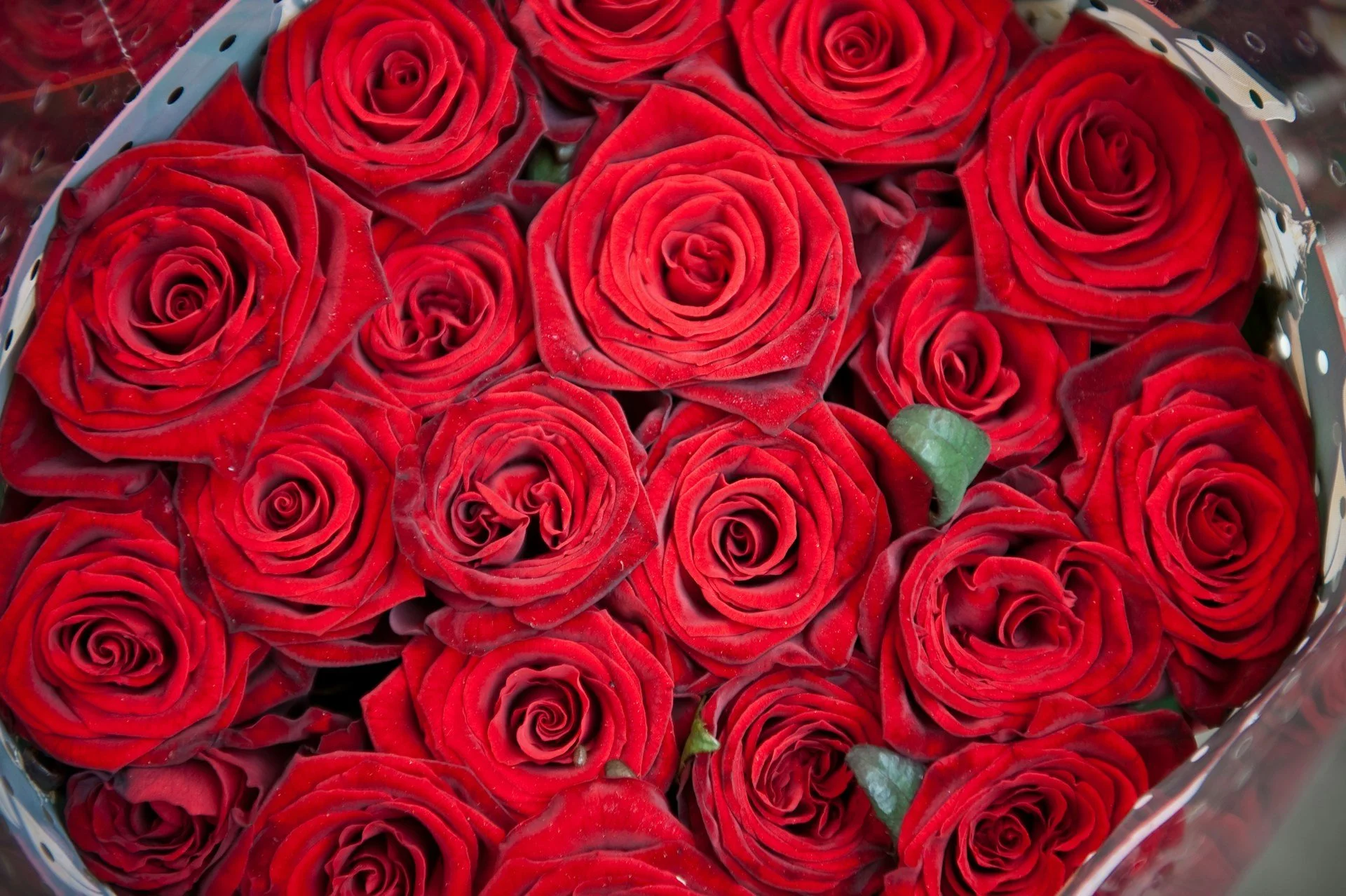 Rose Rosse per te… ho comprato in Africa