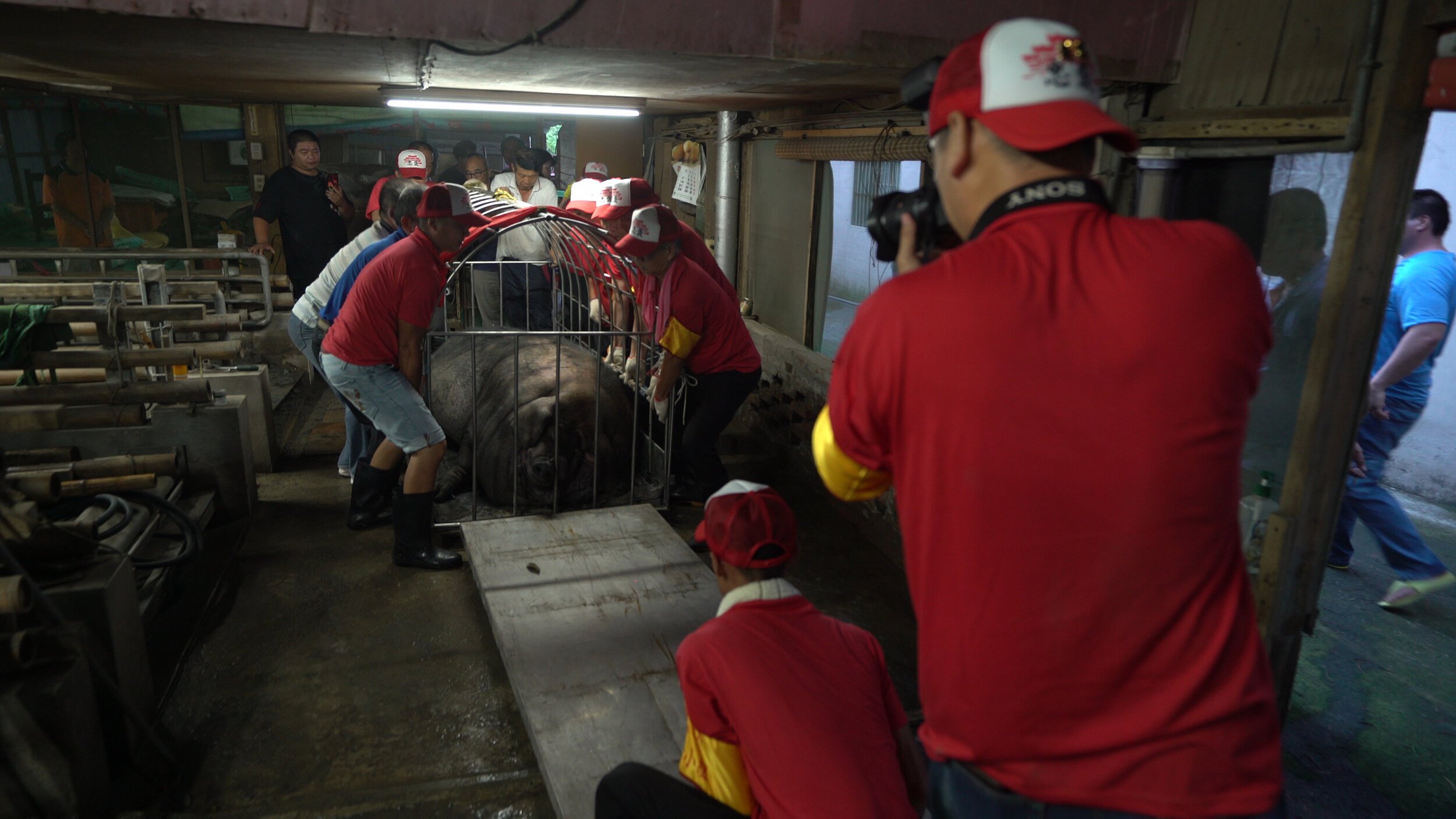 R1_1_Pig+_Weight.00_01_58_14.Still002.jpeg