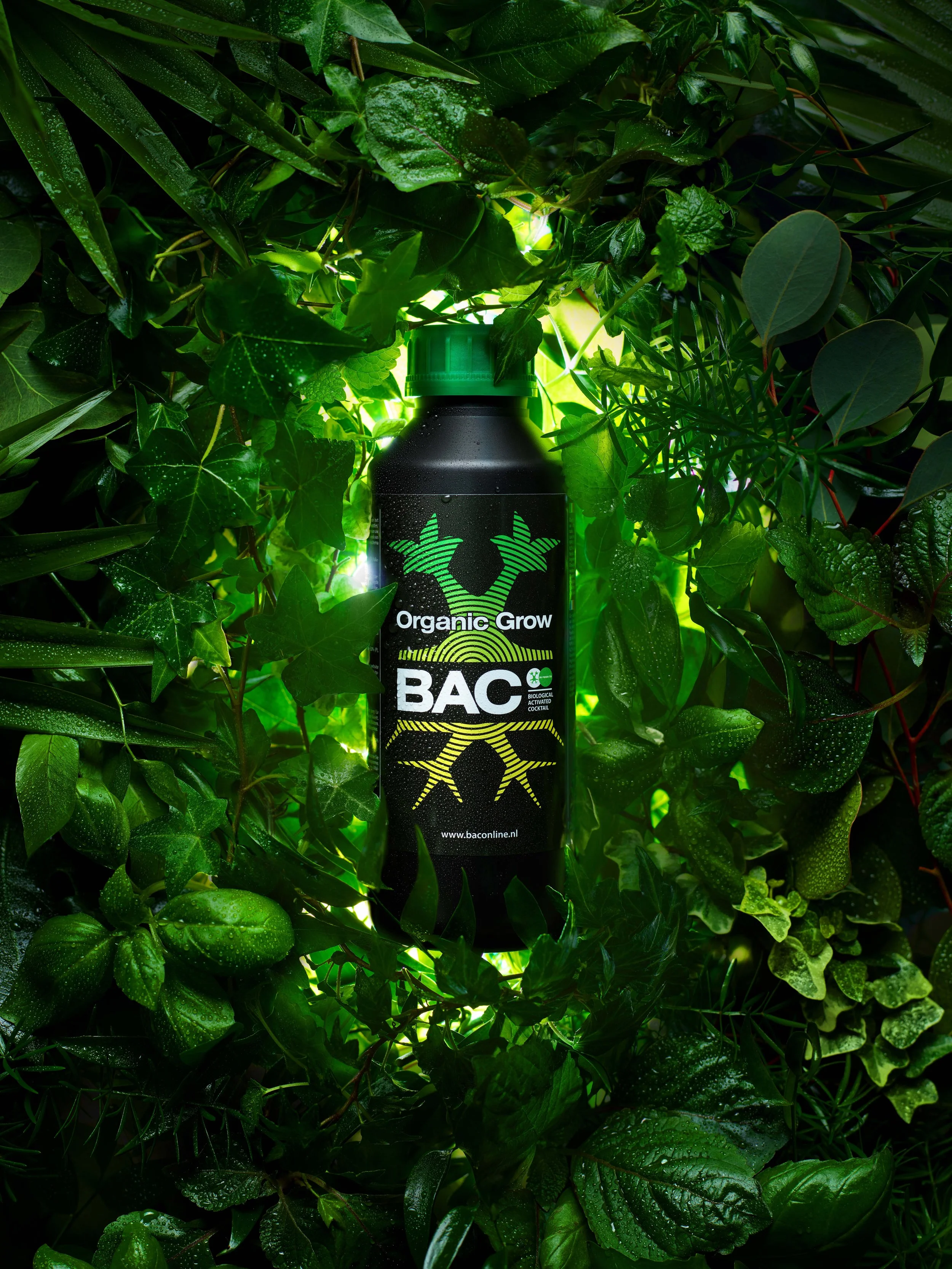 BAC_campaign_2.jpg