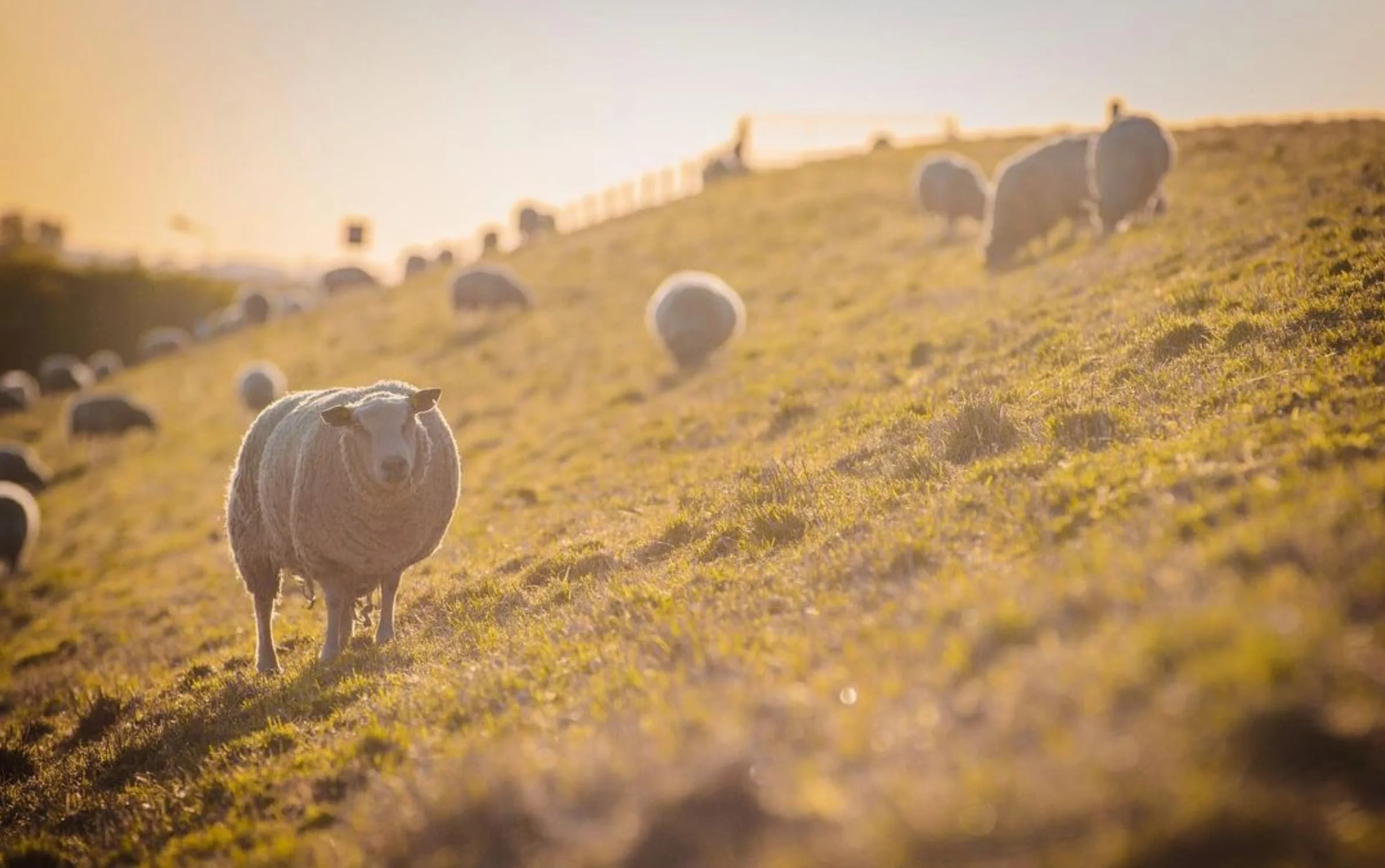 Schapen dijken zonsondergang gemeente Hulst Zeeuws-Vlaanderen Luxe B&B in Zeeland: Het verborgen Geluk