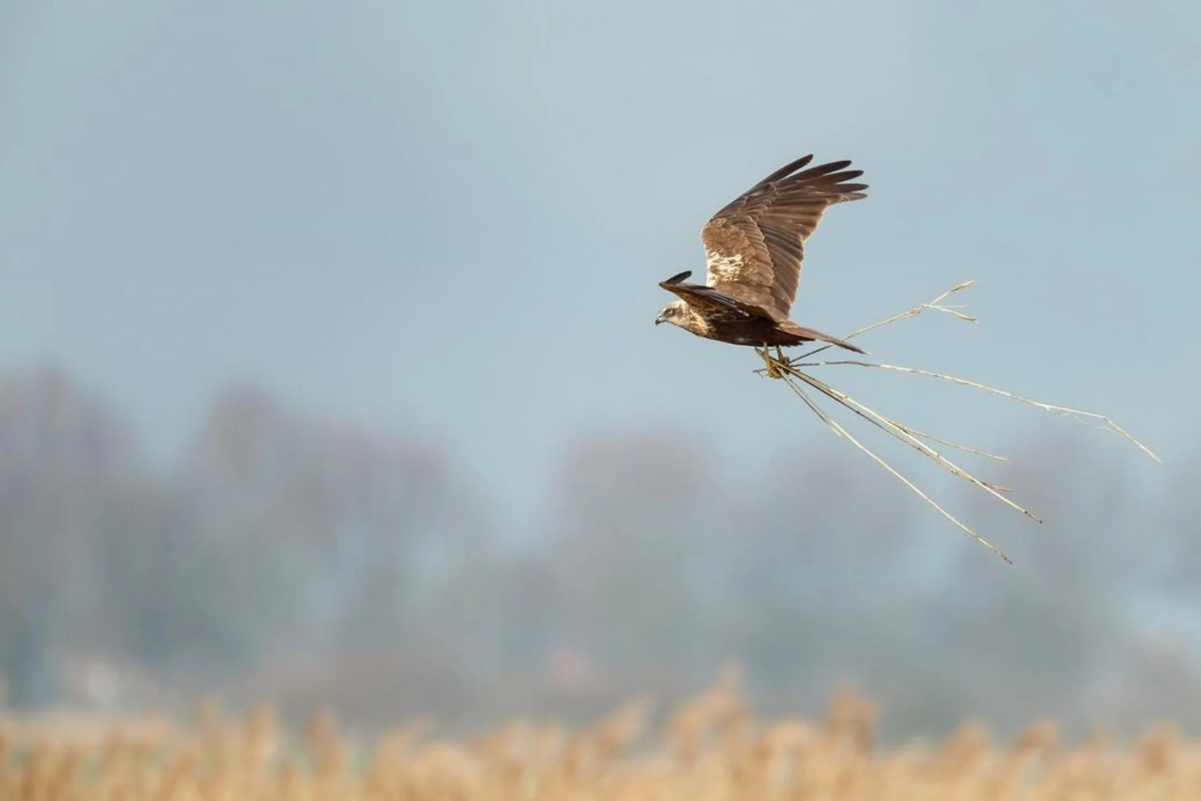 Vogels spotten Grutto Verdronken Land Saeftinghe Zeeuws-Vlaanderen Luxe B&B in Zeeland: Het verborgen Geluk