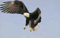 eagle13.jpg
