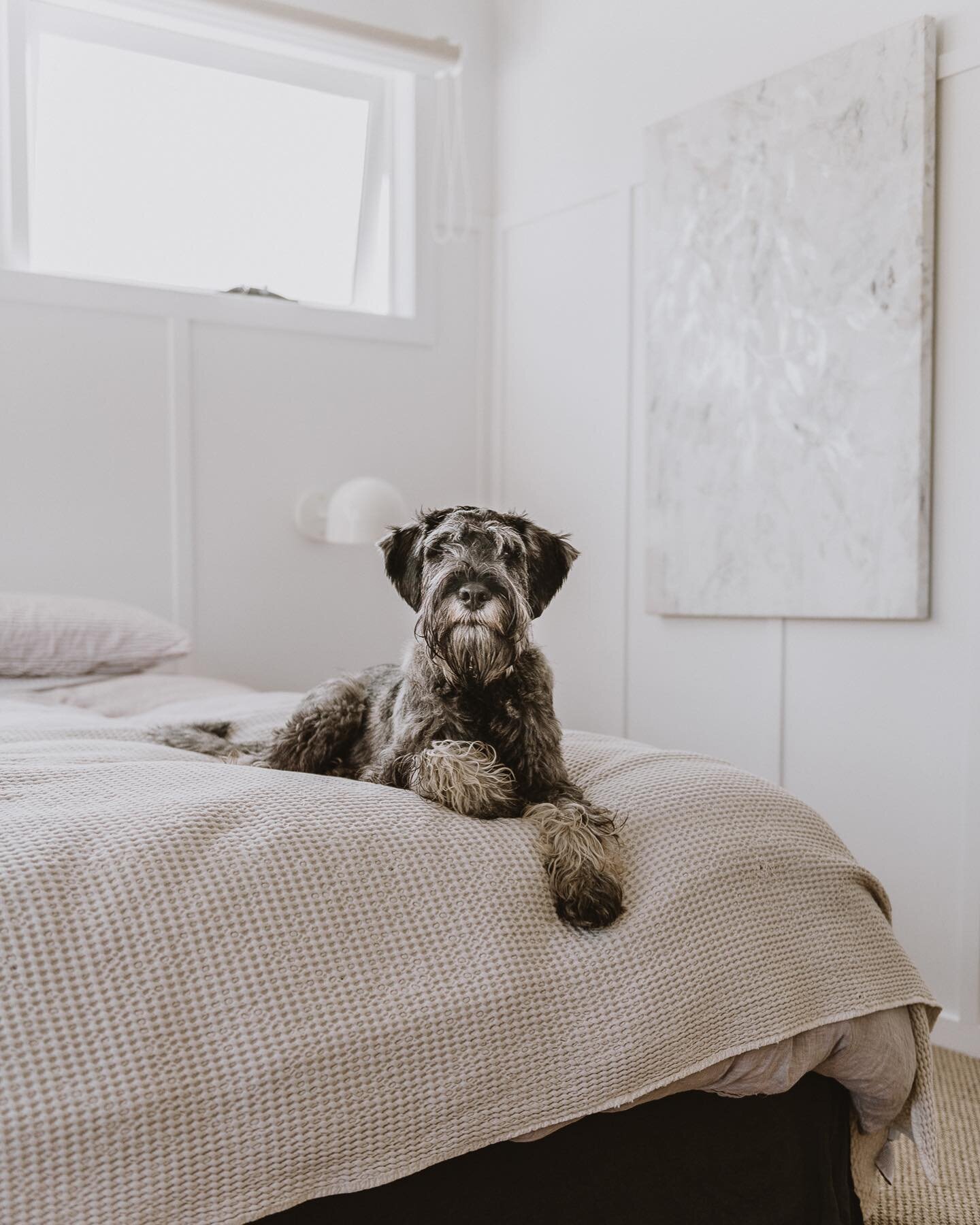 Just popping the gorgeous Teddy in your feed for dog day. 🥰

Pic from my time at the Golf St Project by @hatch_designstudio