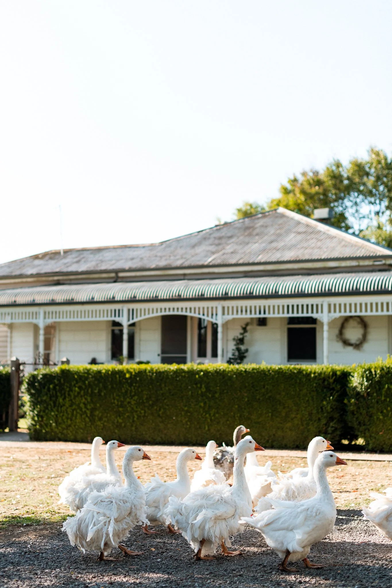 babbington park nicky cawood-03.jpg