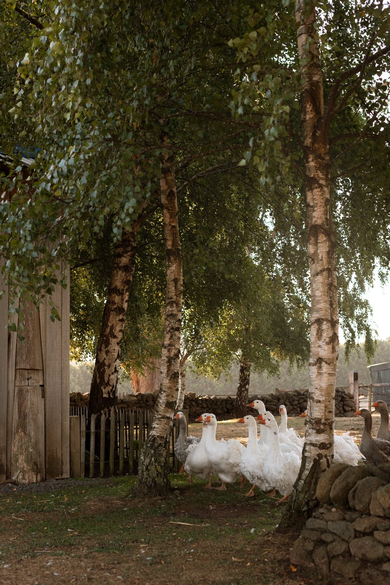 babbington park nicky cawood-04.jpg