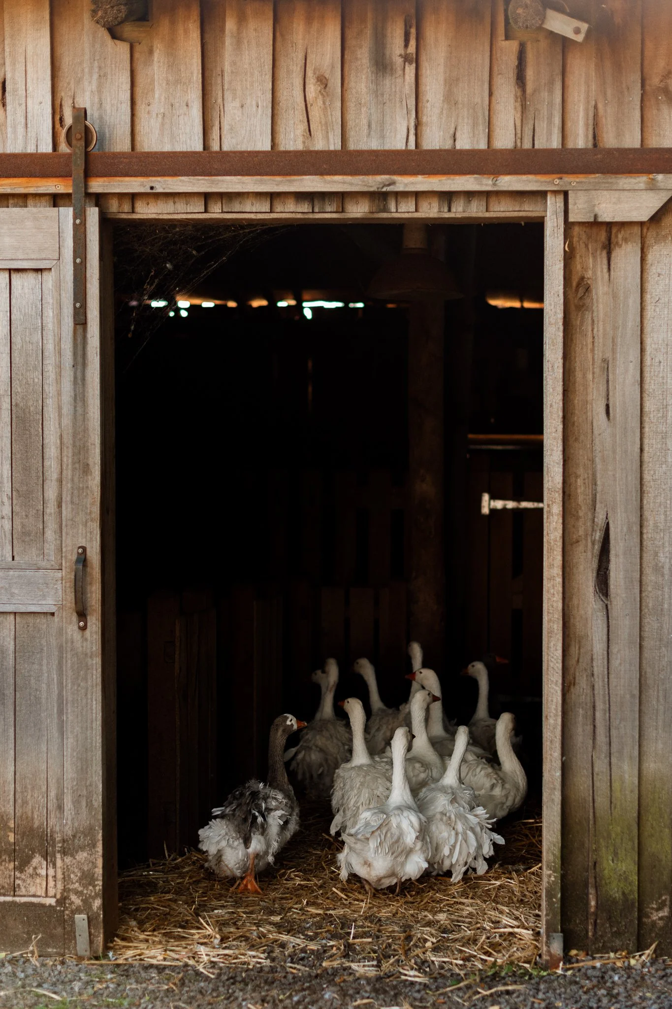 babbington park nicky cawood-06.jpg