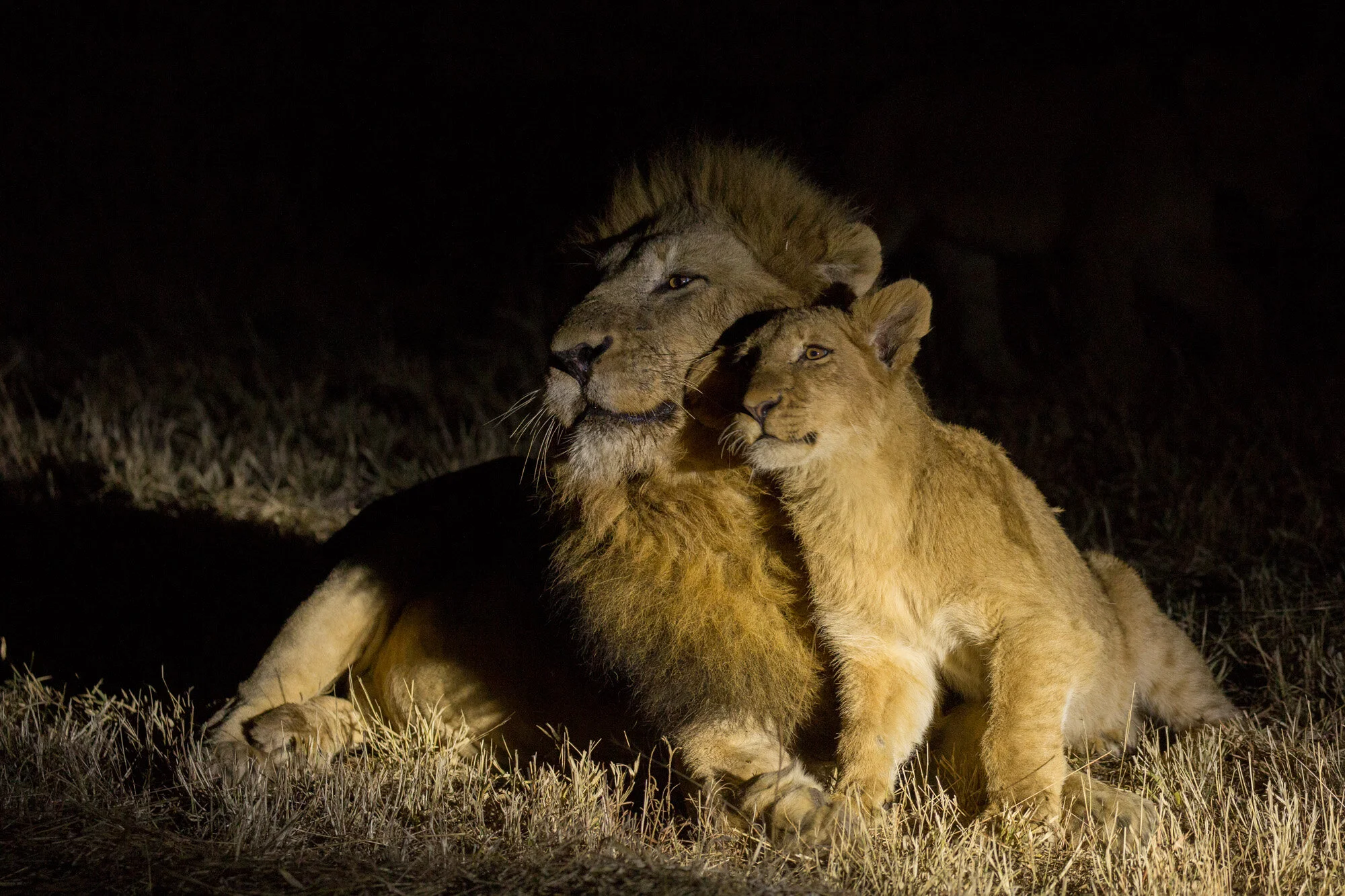 nature-wildlife-15.jpg