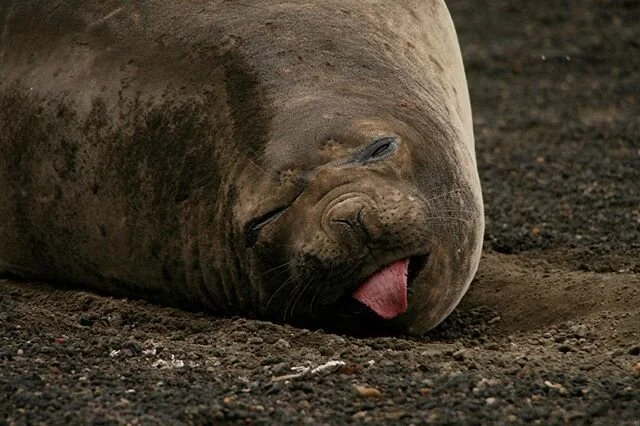 Female elephant seal grimacing. It was molting season so they generally hang out on shore trying to shed a layer of skin and fur by rubbing themselves on the ground. Process can last up to a month. .
.
.
.
.
.
#elephantseals #nature #wildlife #antarc
