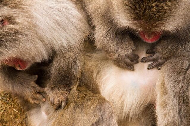 Japanese macaques (snow monkeys) grooming each other in Arashiyama, Kyoto. There are over 170 of &lsquo;em roaming around the park, generally unfazed by all the people gawking. .
.
.
.
.
.
#monkeys #snowmonkey #japanesemacaque #arashiyama #japan #wil