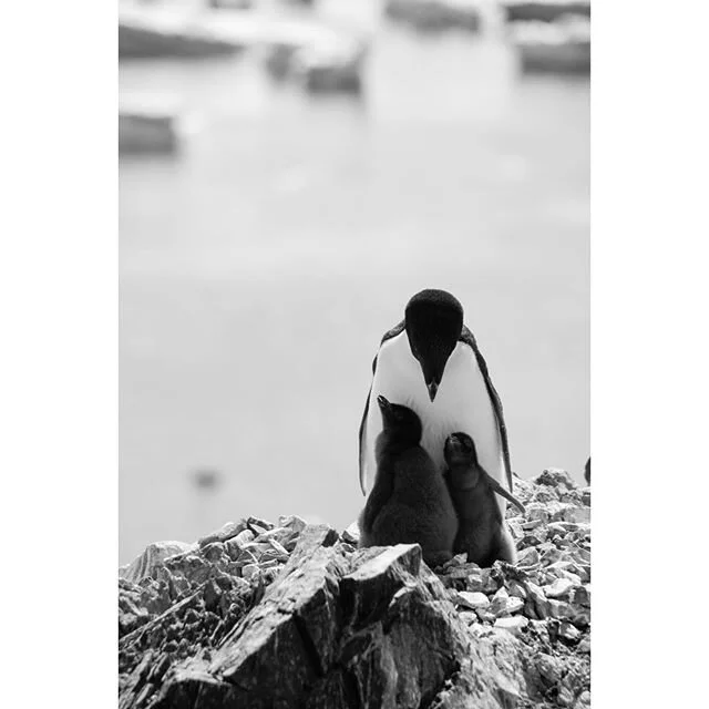 Adelie Penguin family waiting for food. Antarctica.
.
.
.
.
.
.
#penguins #adeliepenguin #natgeo #yourshotphotographer #antarctica #bnw #instabnw #blackandwhitephotography #naturephotography #wildlifeofinstagram #travel #babypenguin